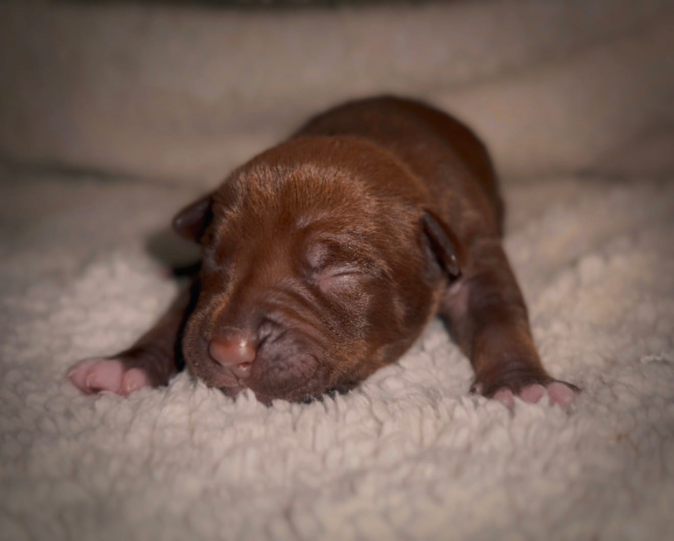 Coco6 – American Bully puppy for sale in Sacramento, CA