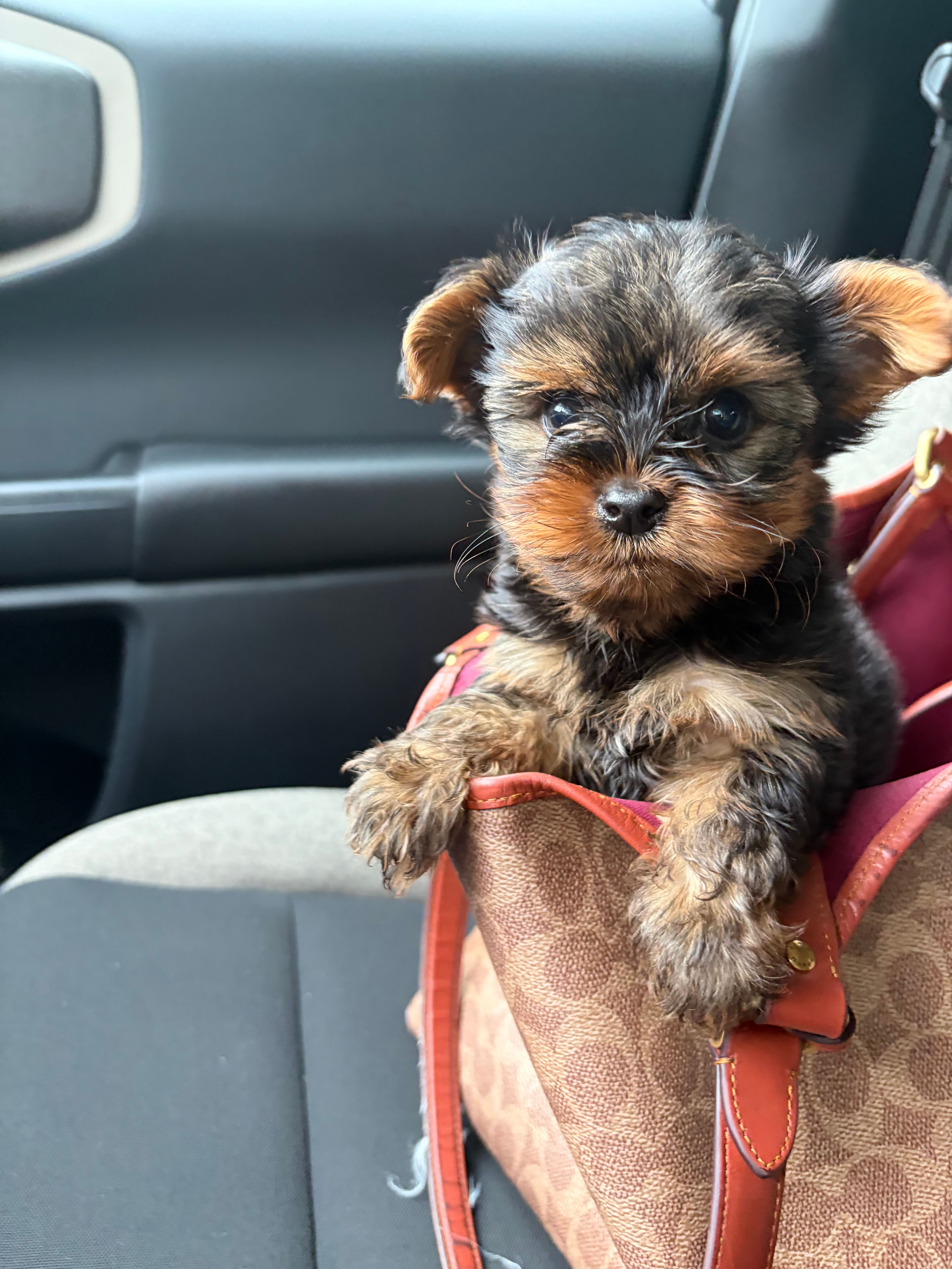 Roxie – Yorkshire Terrier puppy for sale in Montgomery, AL