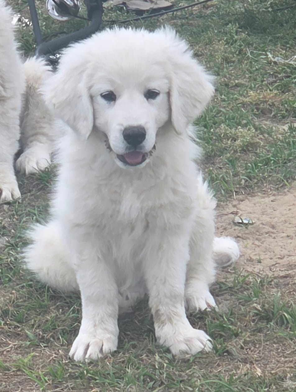 Francesca (Yellow) – Great Pyrenees puppy on hold in Seven Springs, NC