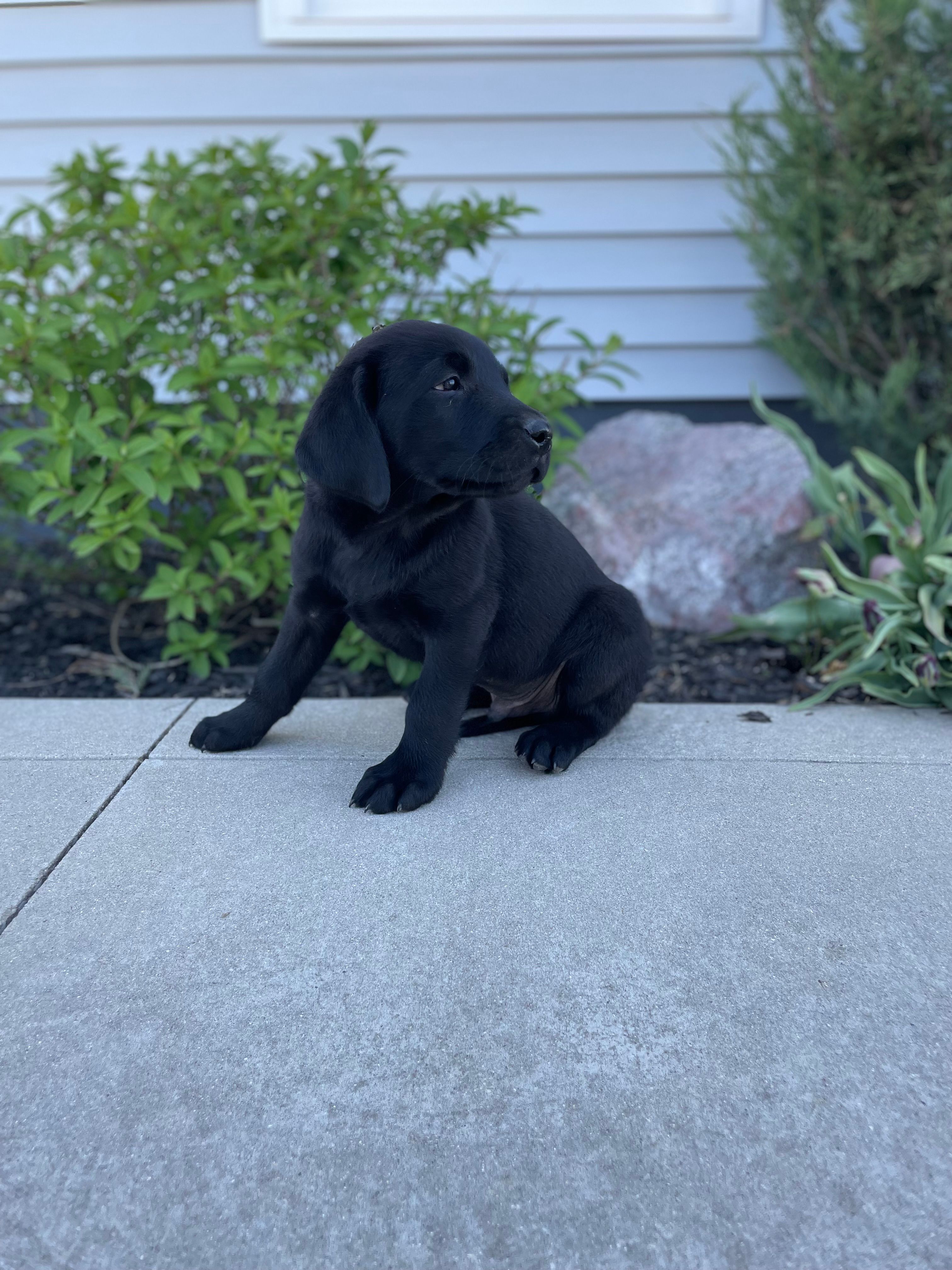 Chandler  – Labrador Retriever puppy for sale in Nappanee, IN