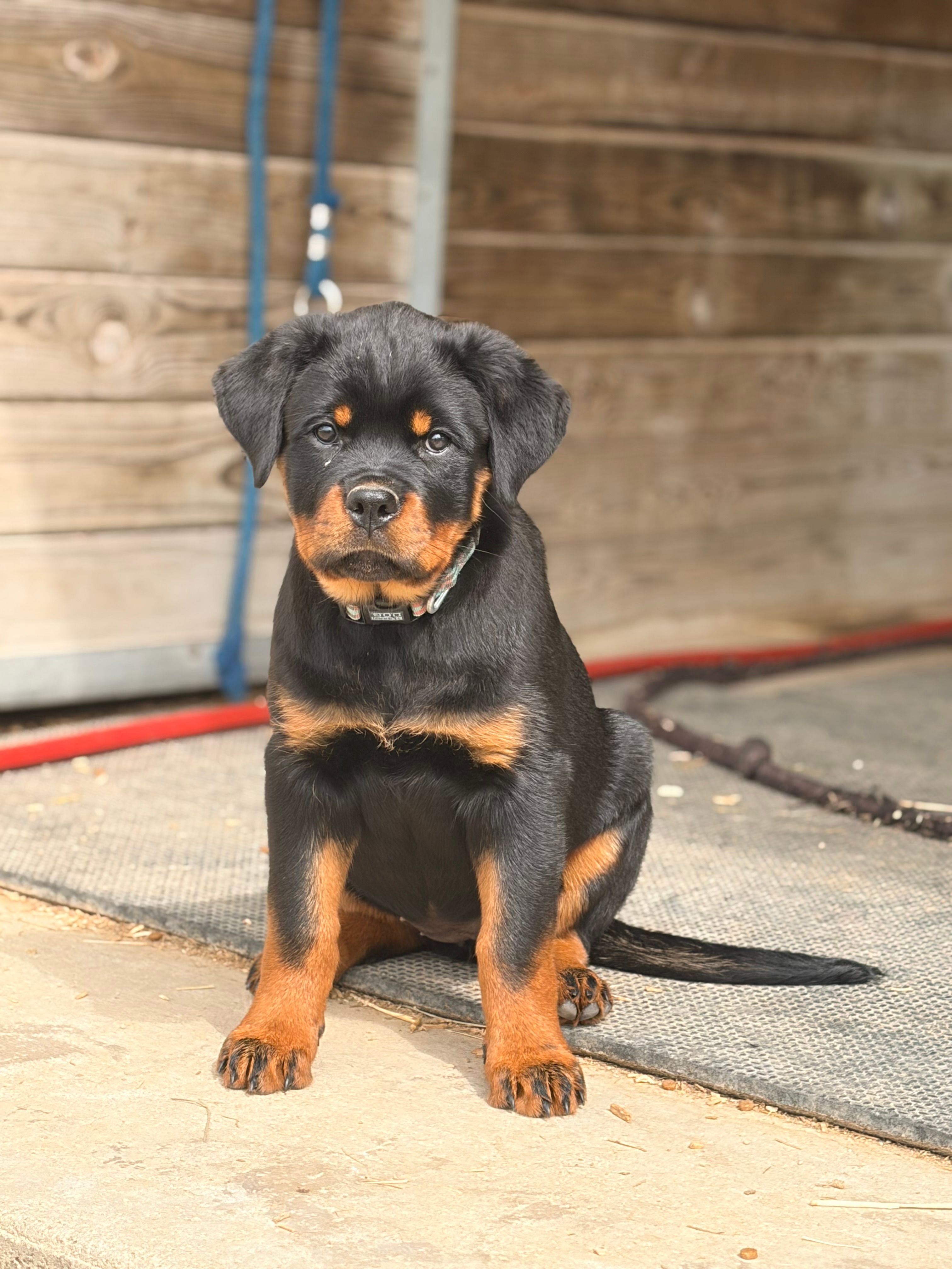White Collar – Rottweiler puppy for sale in Tipp City, OH