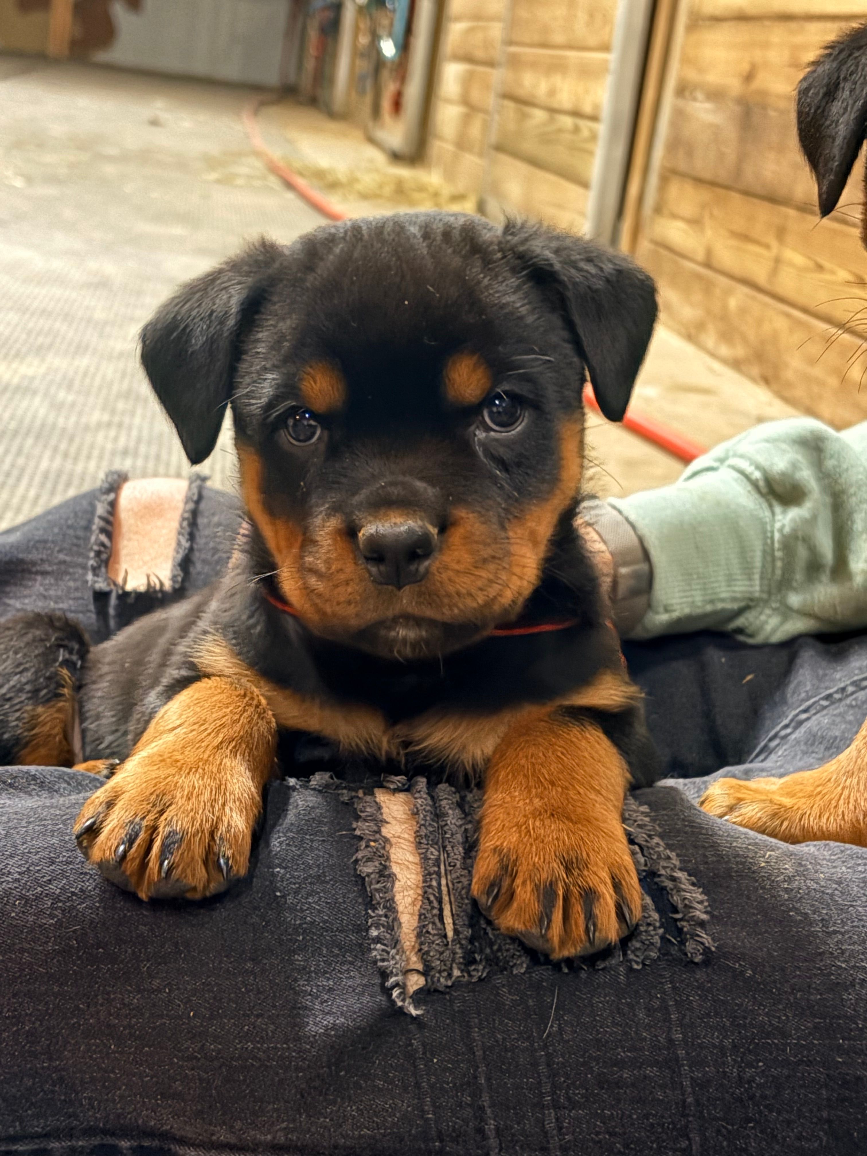 Red string – Rottweiler puppy for sale in Tipp City, OH