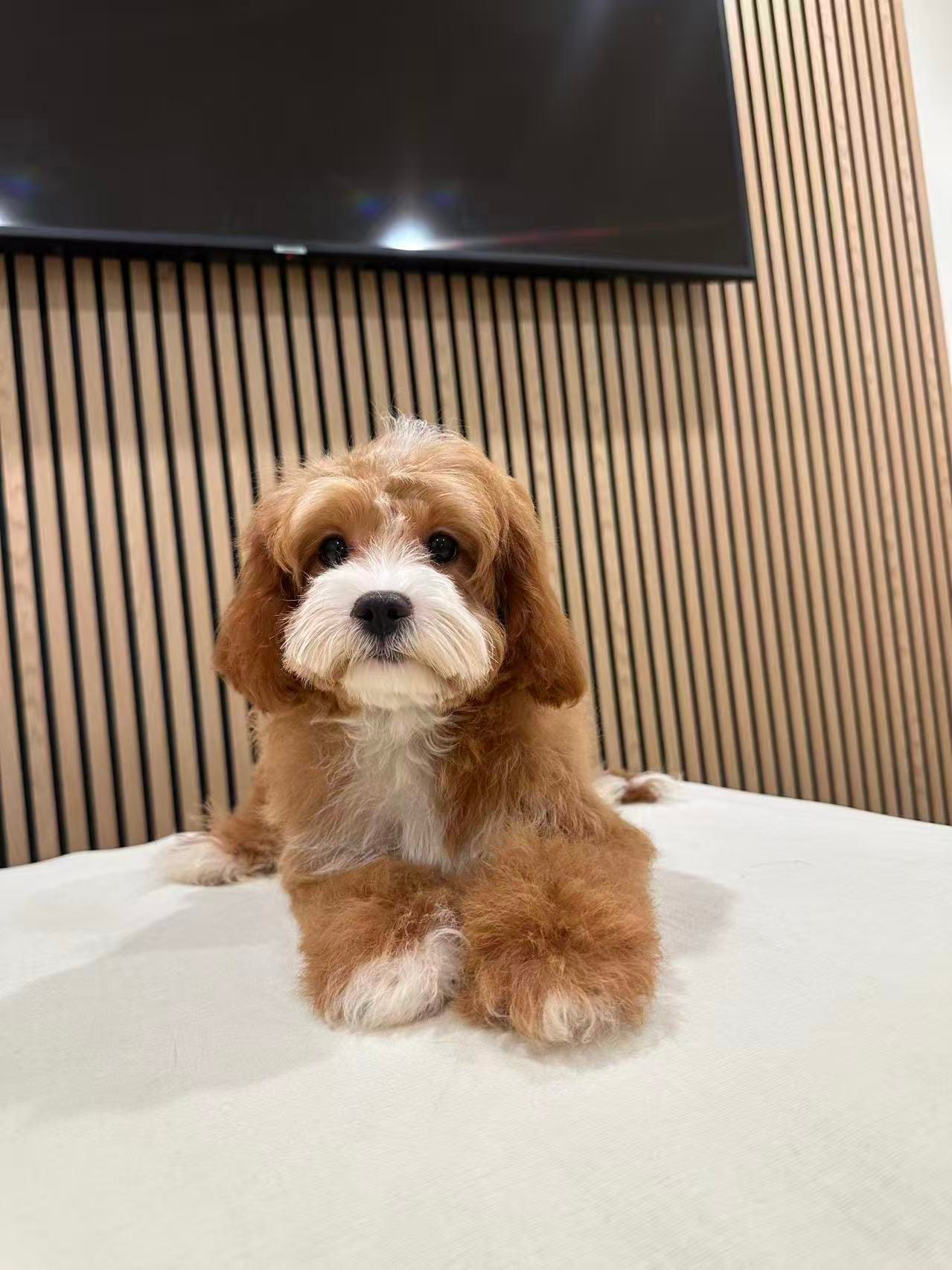Clara – Cavapoo puppy for sale in Azusa, CA