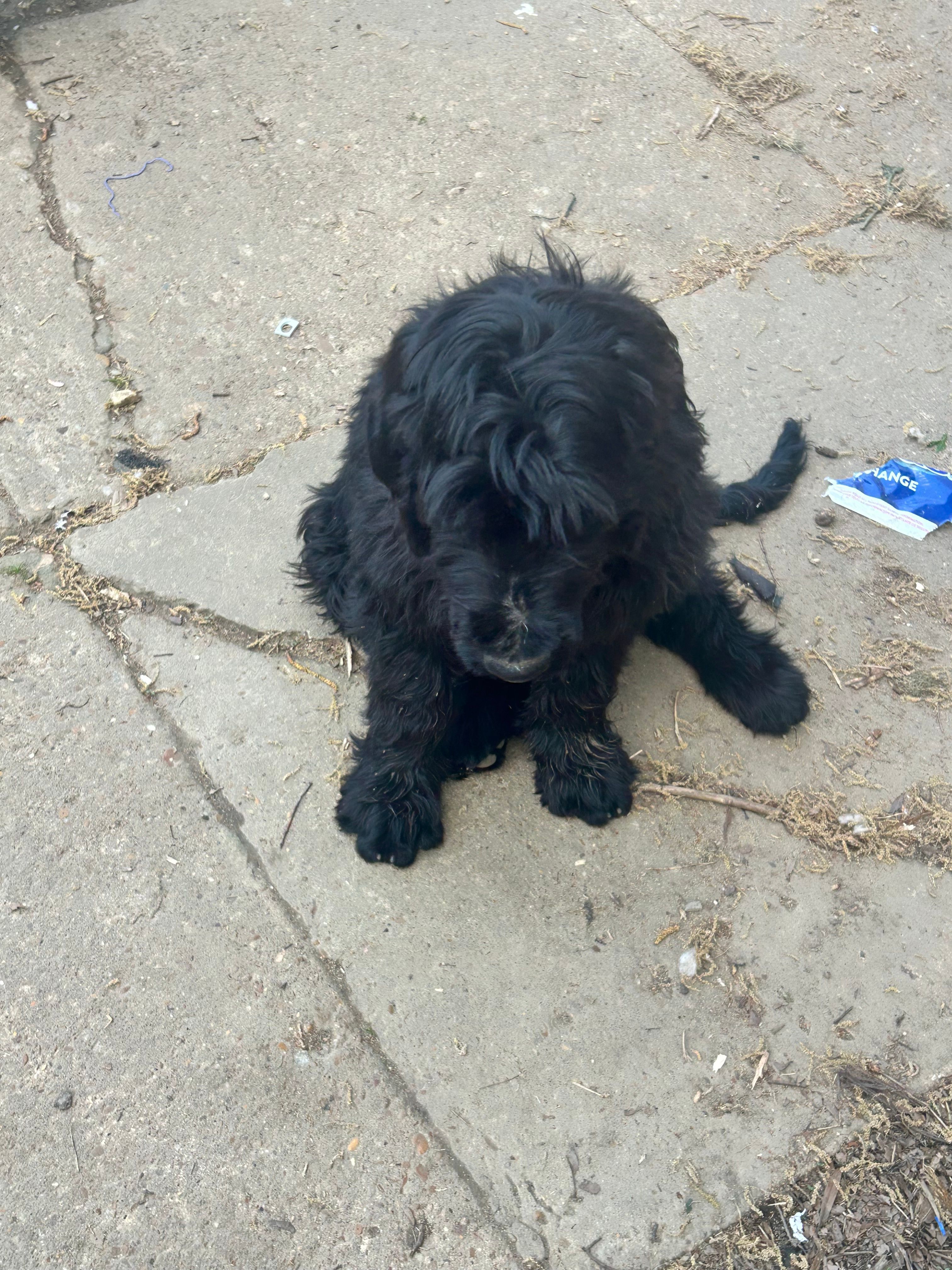 Luffy – Goldendoodle puppy for sale in Arlington, TN