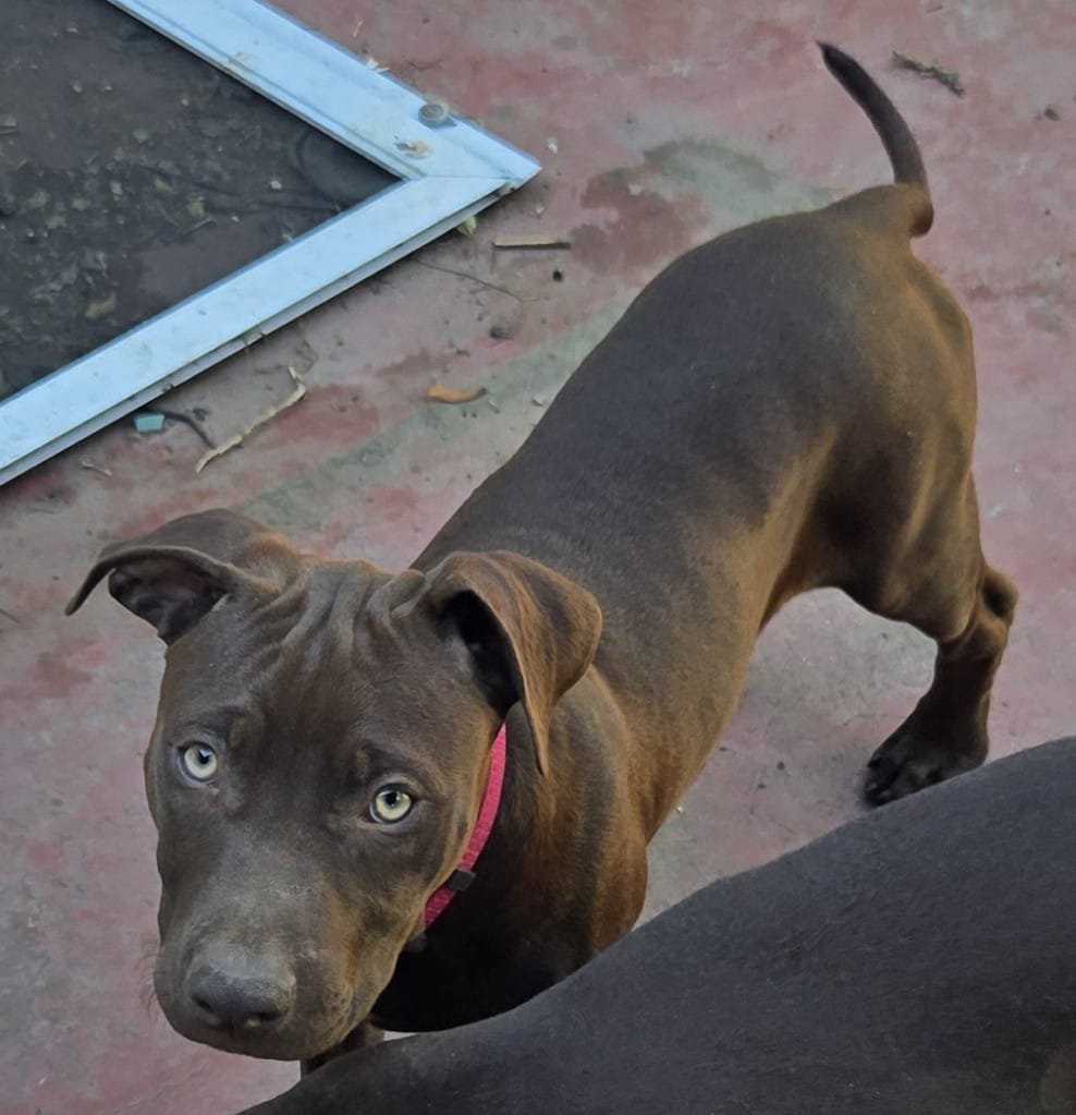 Pinkie  – American Pit Bull Terrier puppy for sale in San Jose, CA