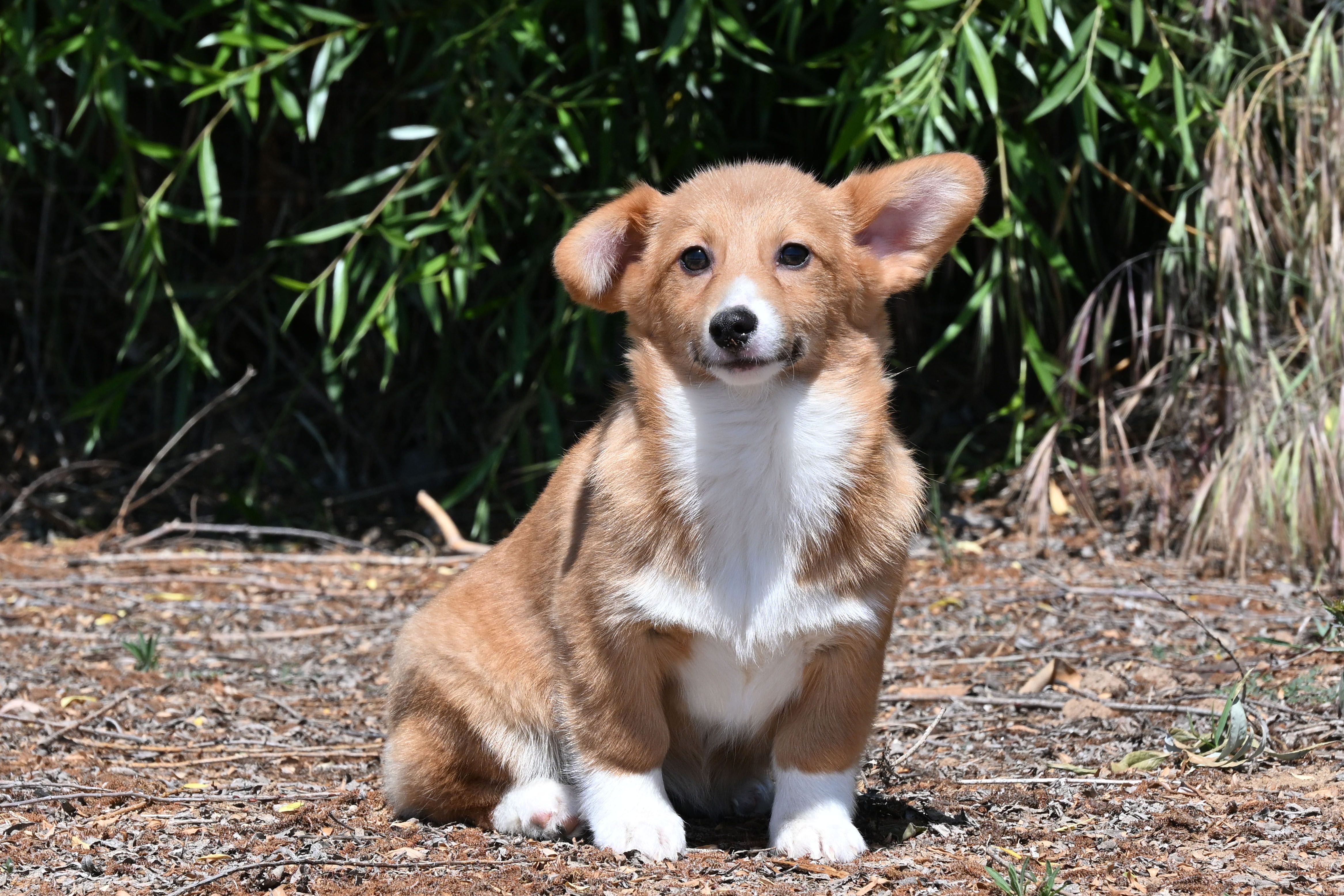 Tirzah – Pembroke Welsh Corgi puppy for sale in Modesto, CA