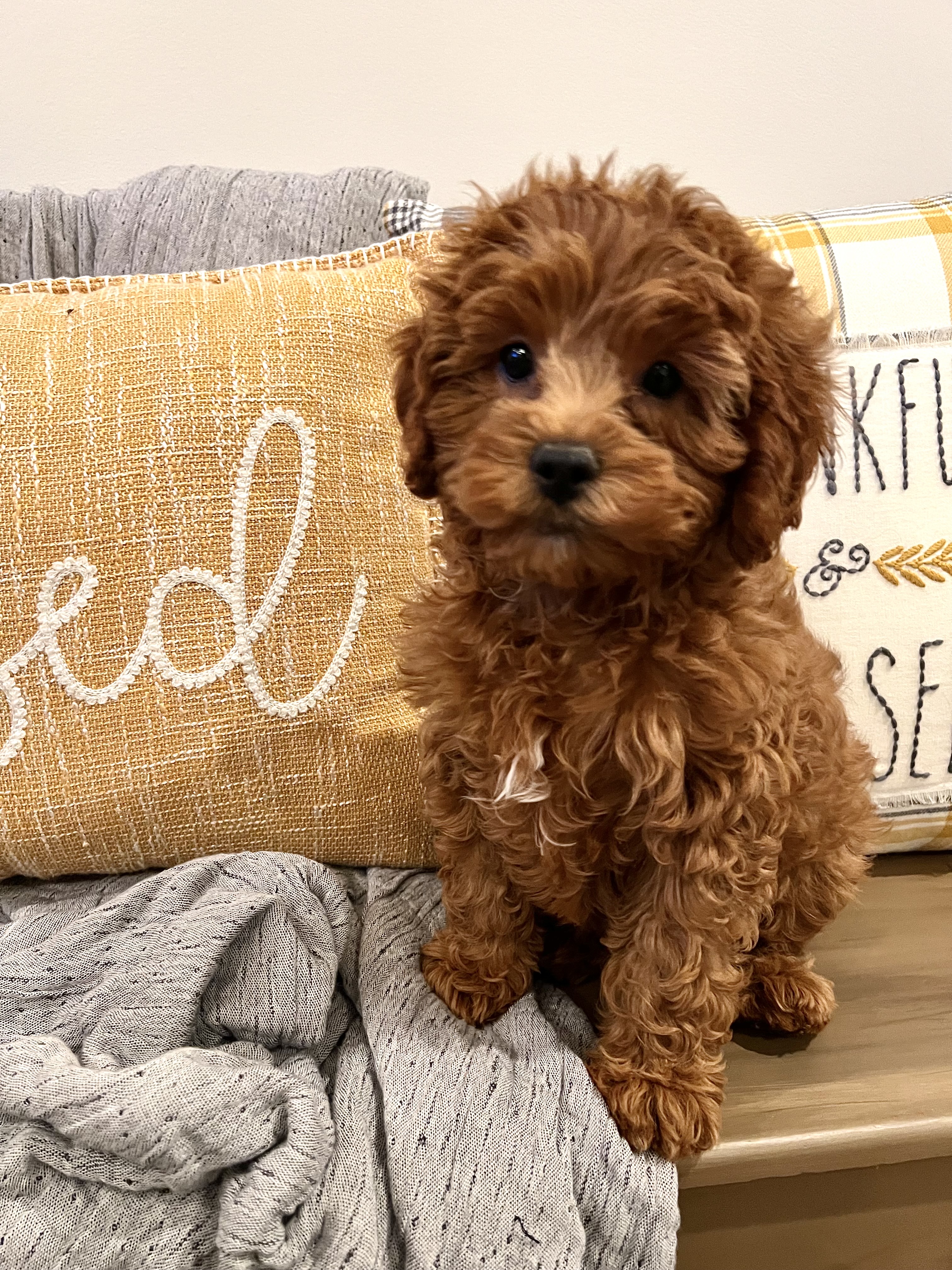 Peppa  – Cavapoo puppy for sale in South Orange, NJ