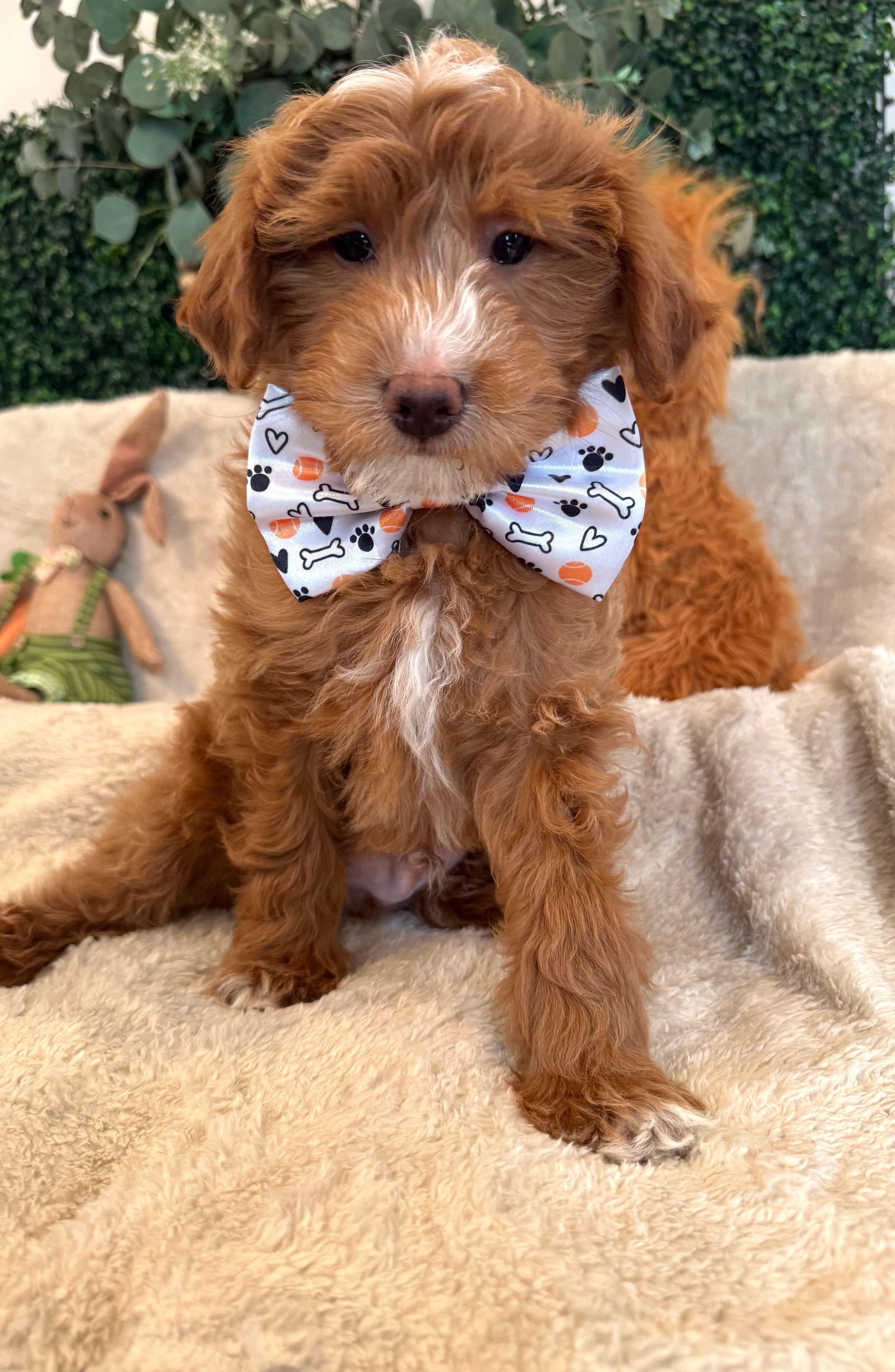 Noah – Miniature Goldendoodle puppy for sale in South Orange, NJ