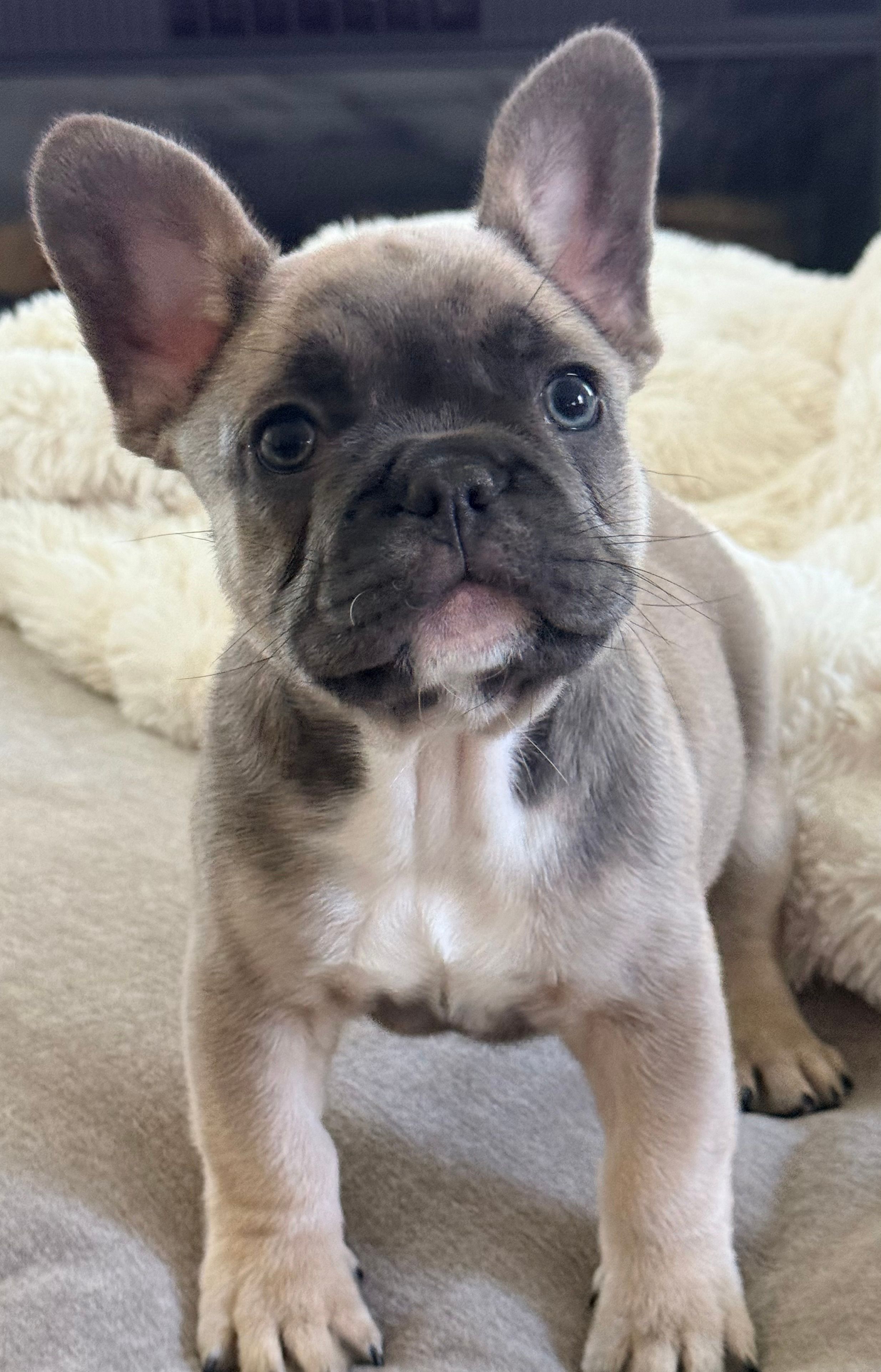 Nerf – French Bulldog puppy for sale in Plano, IL