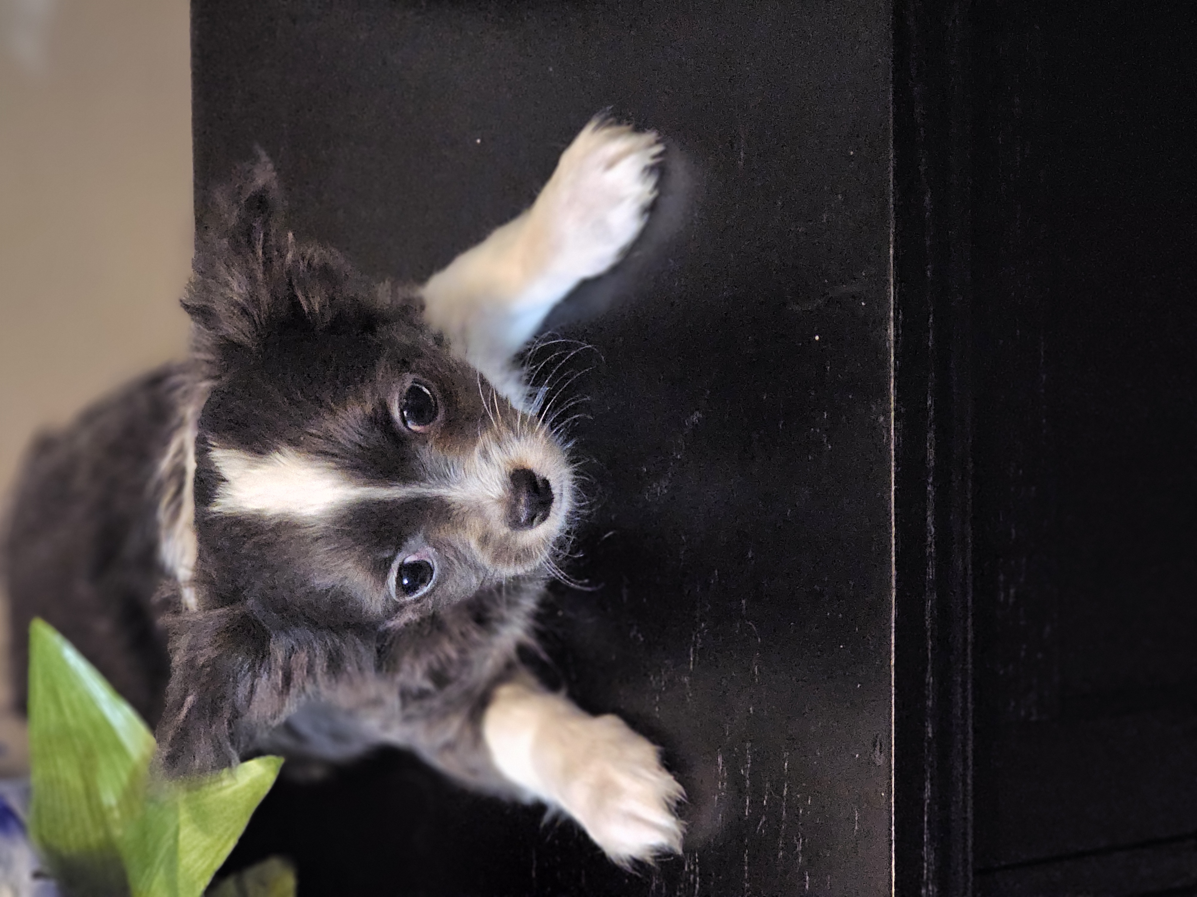 Frosted Flake – Chihuahua puppy for sale in Mc Kenzie, TN