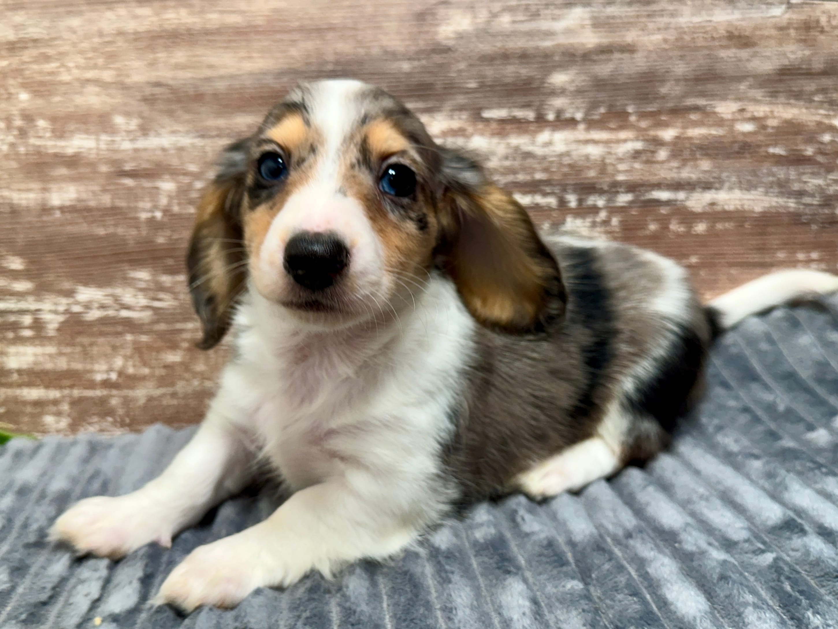 Cole Long Hair – Miniature Dachshund puppy for sale in Lebanon, IN