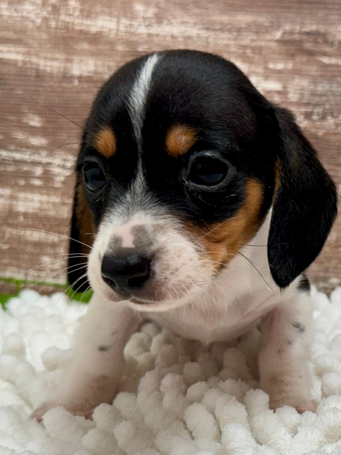 Choco  – Miniature Dachshund puppy for sale in Lebanon, IN