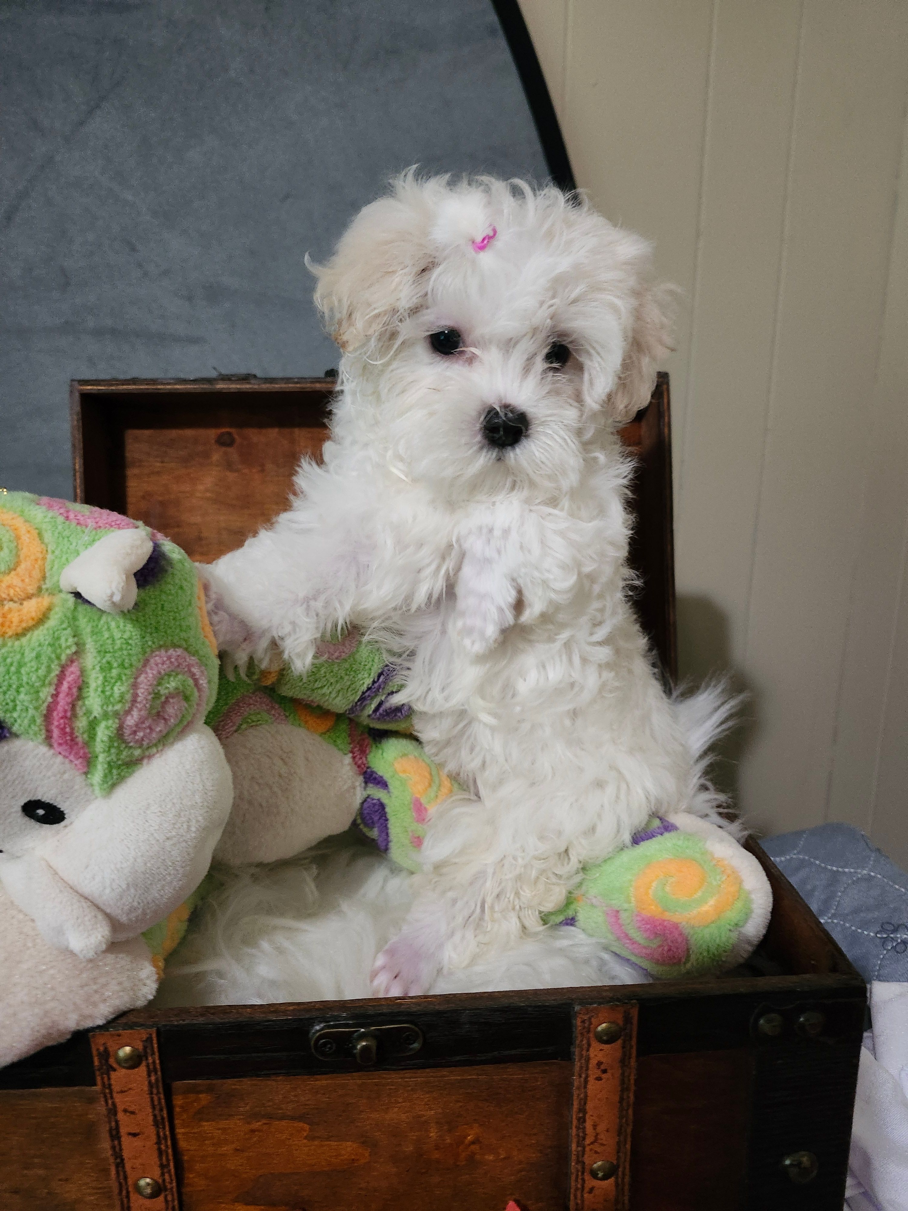 Kiki Dream – Maltese puppy for sale in Calhoun, GA