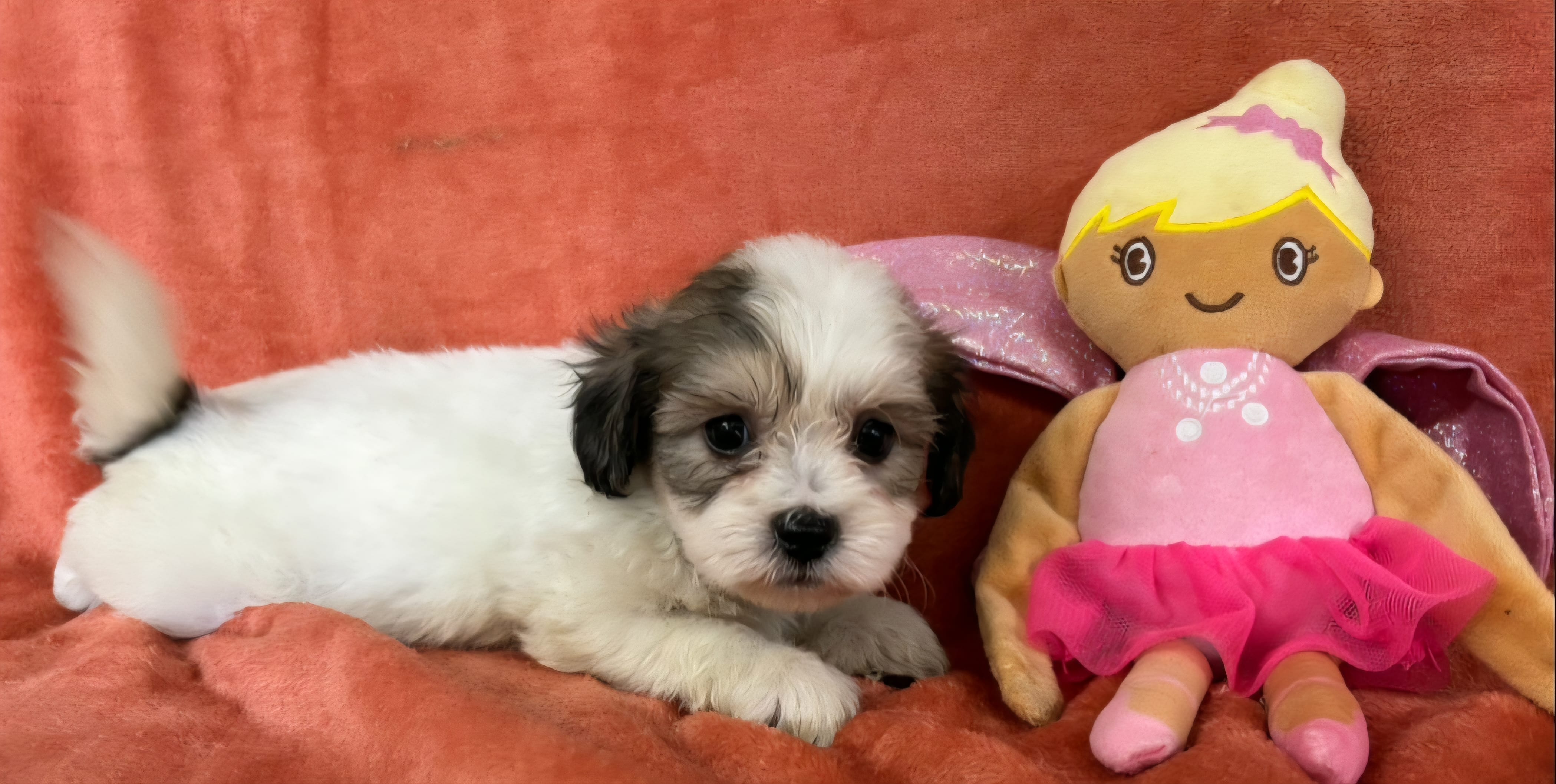 Female 3 Teddy Bear  – Bichon Frise, Shih Tzu puppy for sale in Avon, IL
