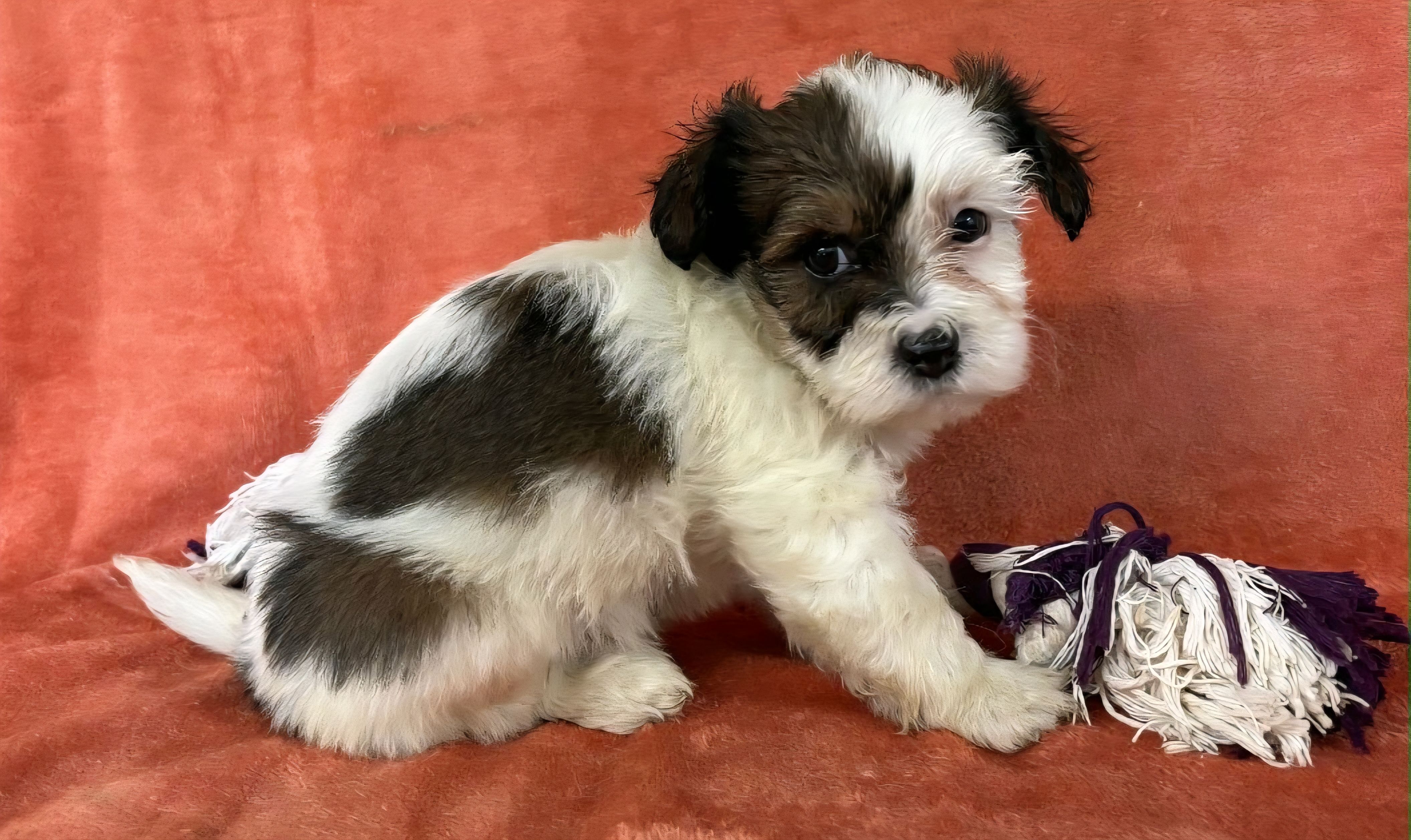 Female 4 Teddy Bear  – Bichon Frise, Shih Tzu puppy for sale in Avon, IL