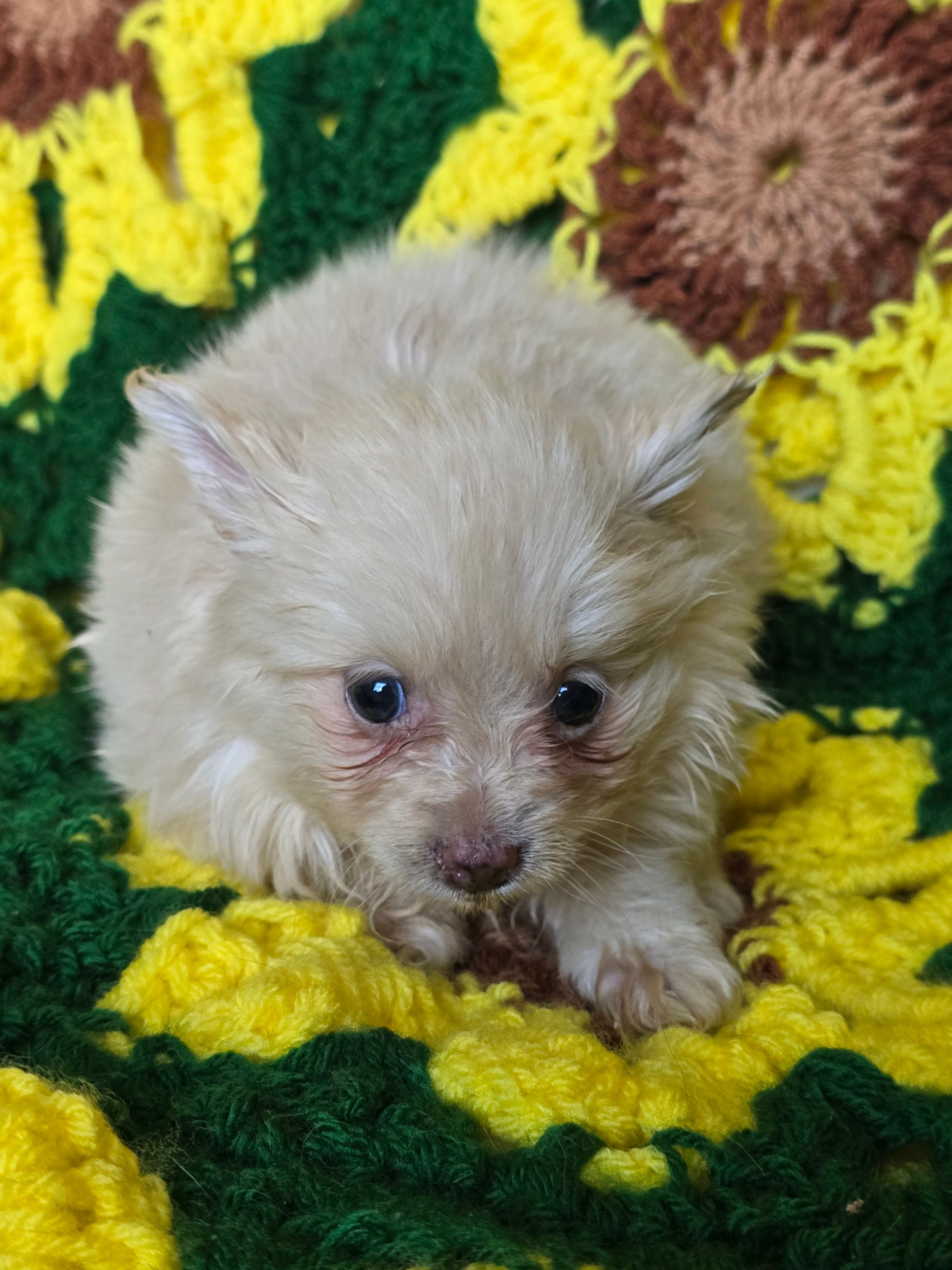 Cream Female Pomeranian  – Pomeranian puppy for sale in Avon, IL