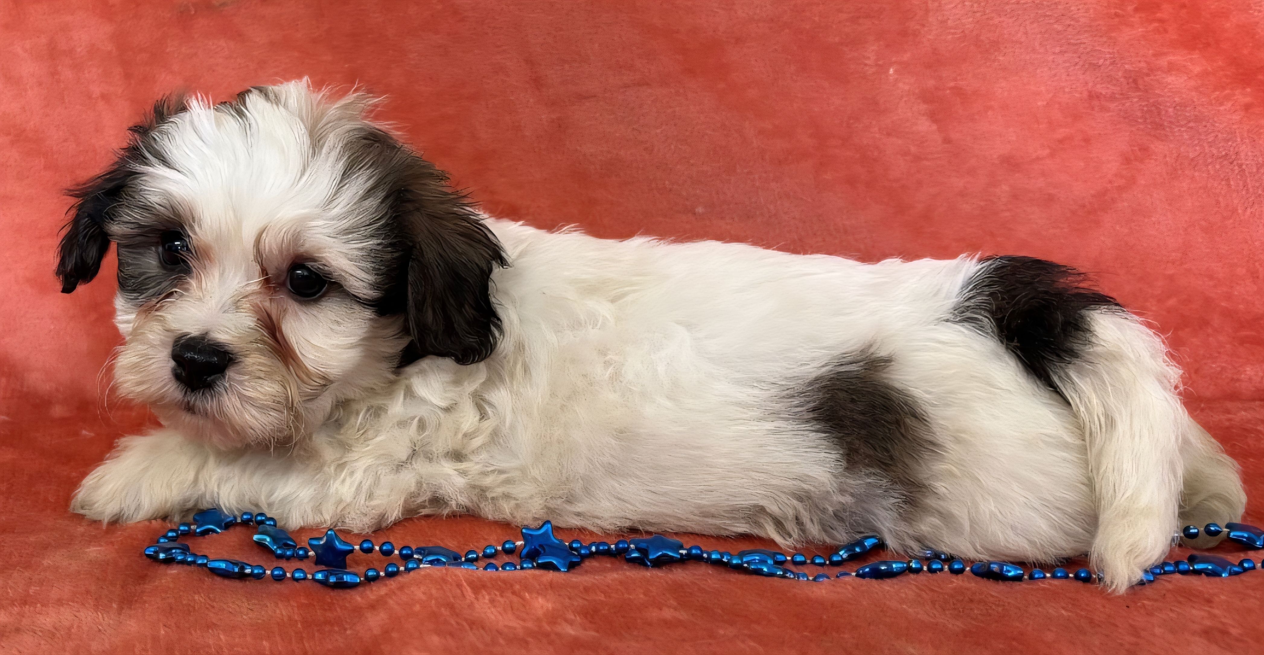 Male Teddy Bear  – Bichon Frise, Shih Tzu puppy for sale in Avon, IL