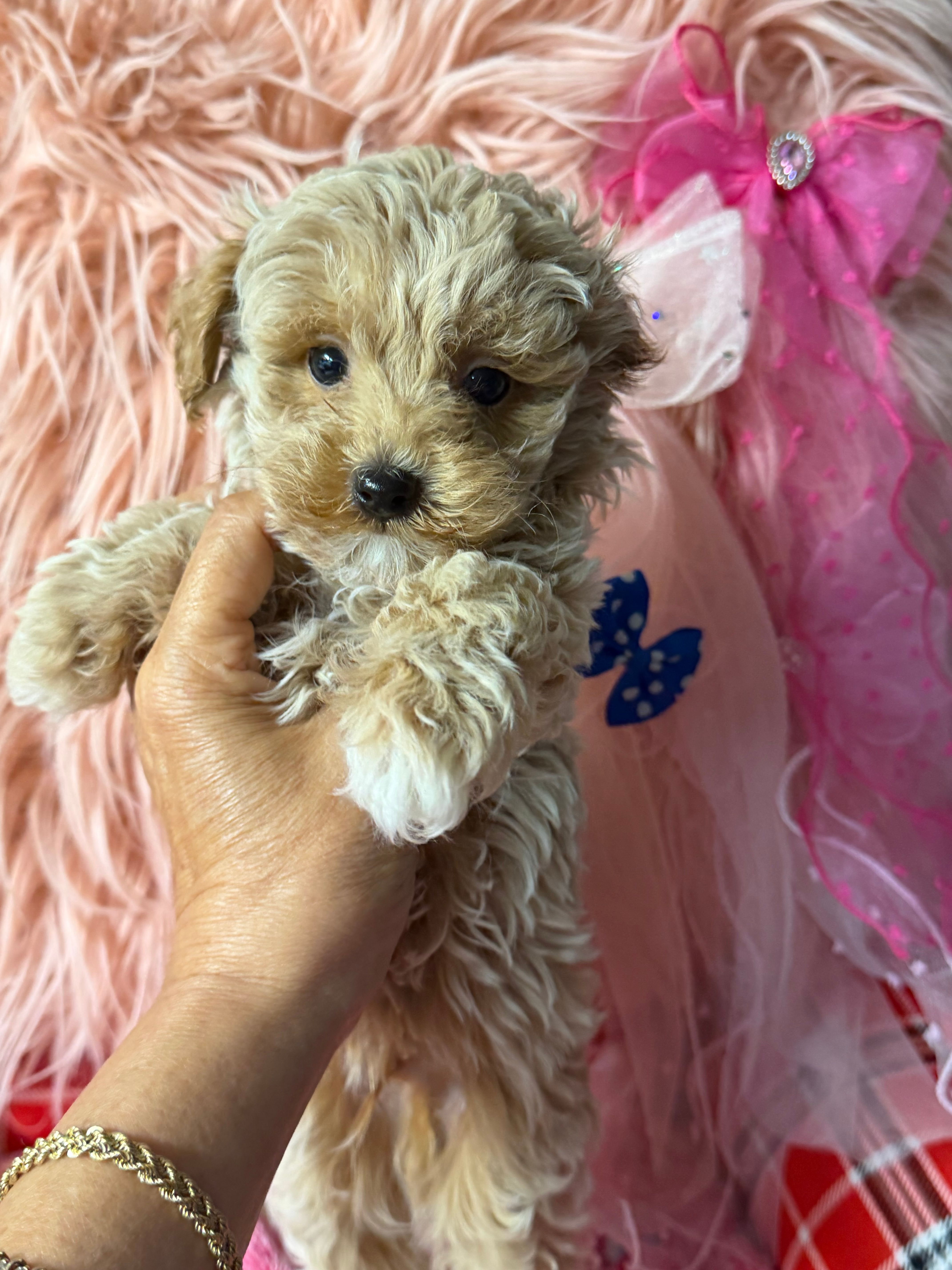 Ruby's blue 💙 boy – Maltipoo, Poodle - Toy  puppy for sale in Conway, SC