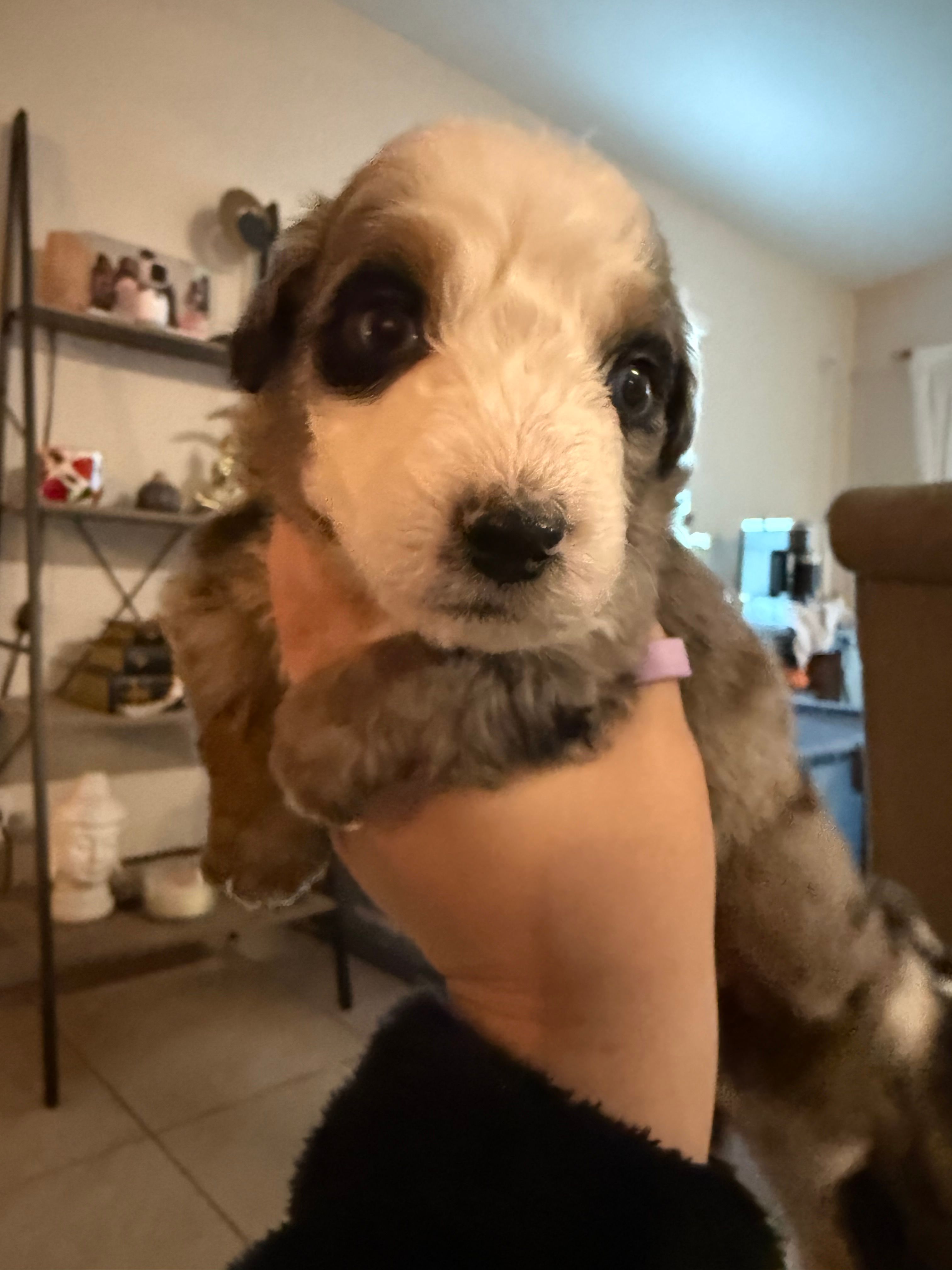 Green – Australian Shepherd puppy for sale in Port Saint Lucie, FL