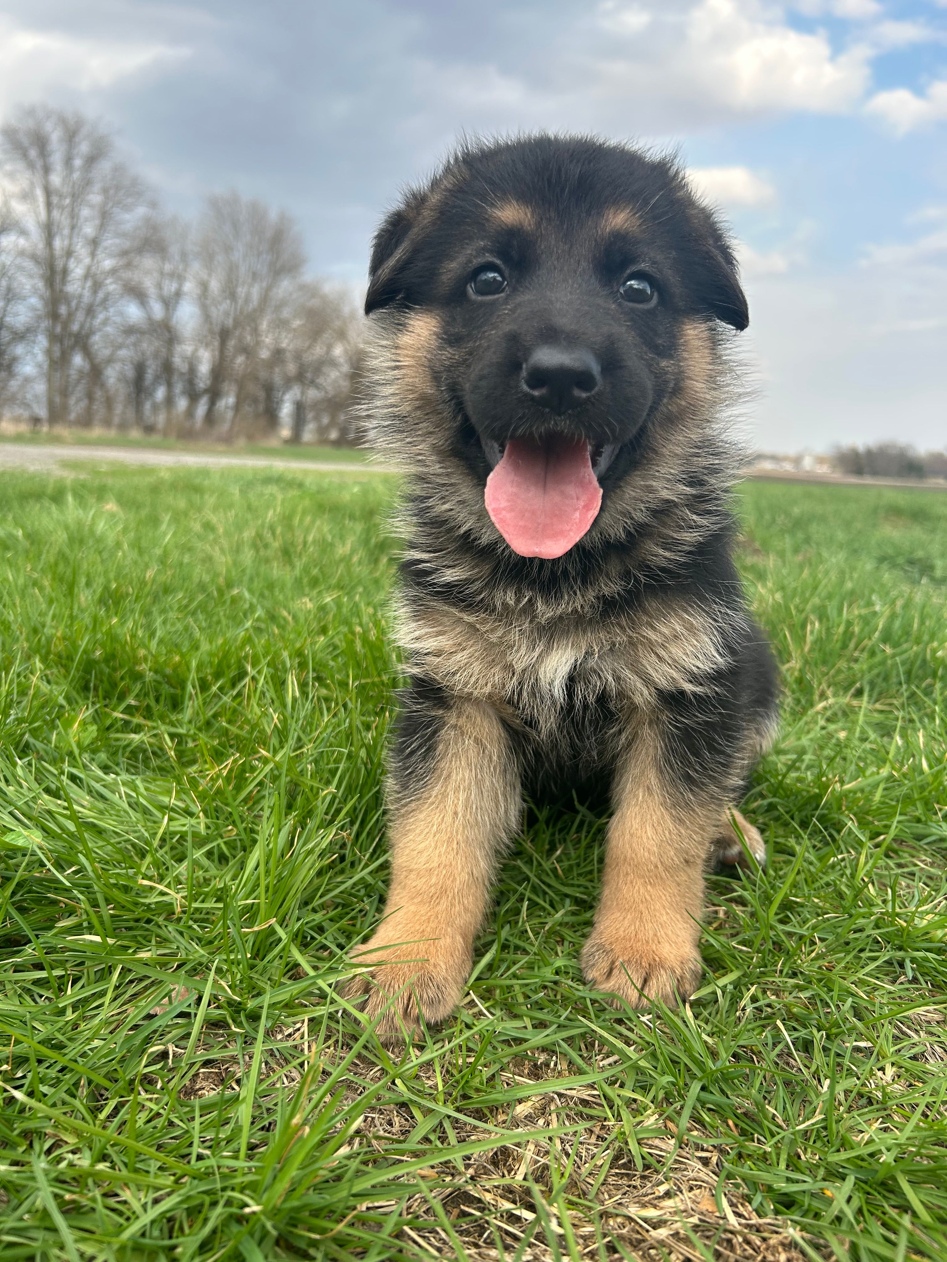 AKC Male - Black Collar – German Shepherd Dog puppy for sale in Chatsworth, IL