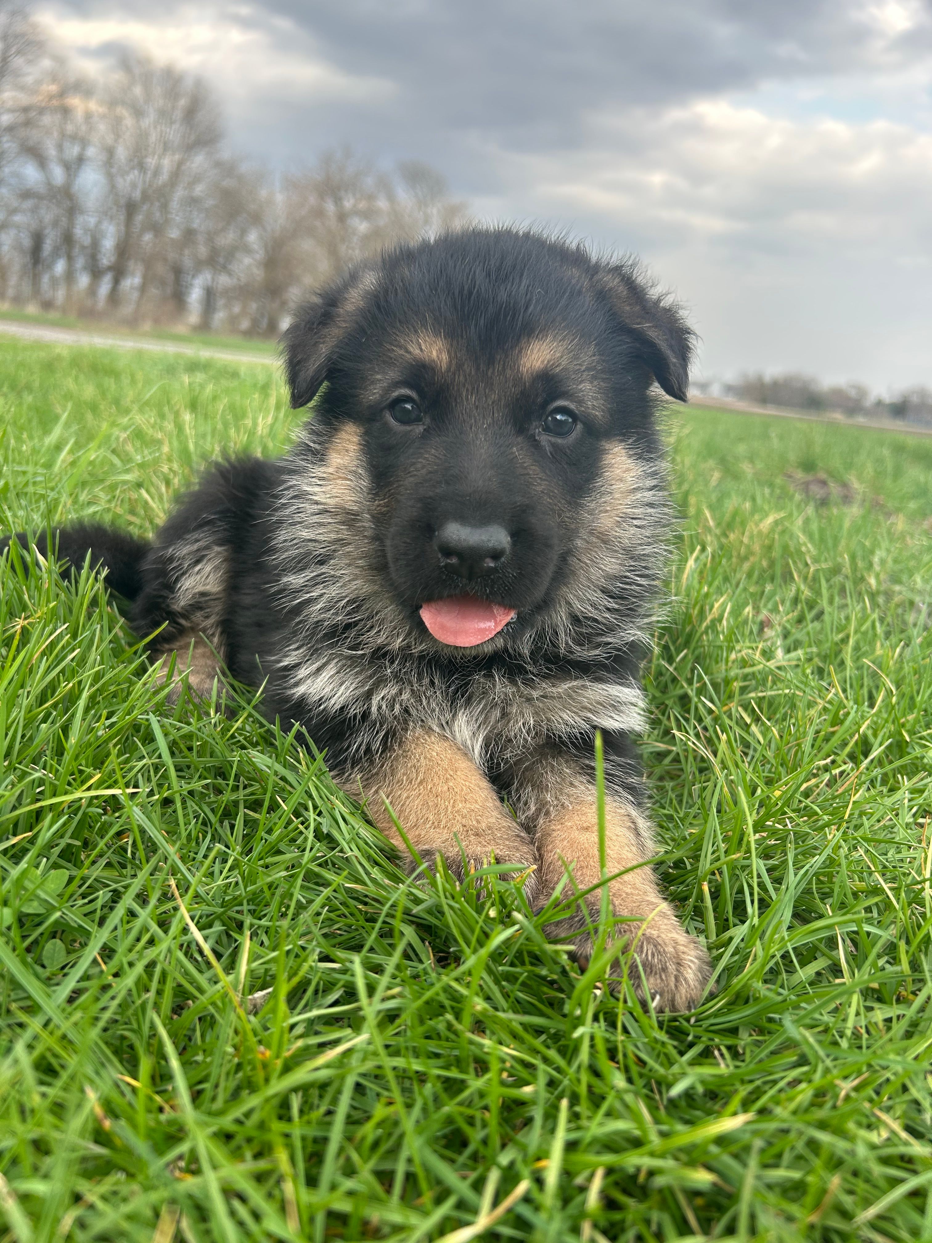 AKC Male - Green collar  – German Shepherd Dog puppy for sale in Chatsworth, IL