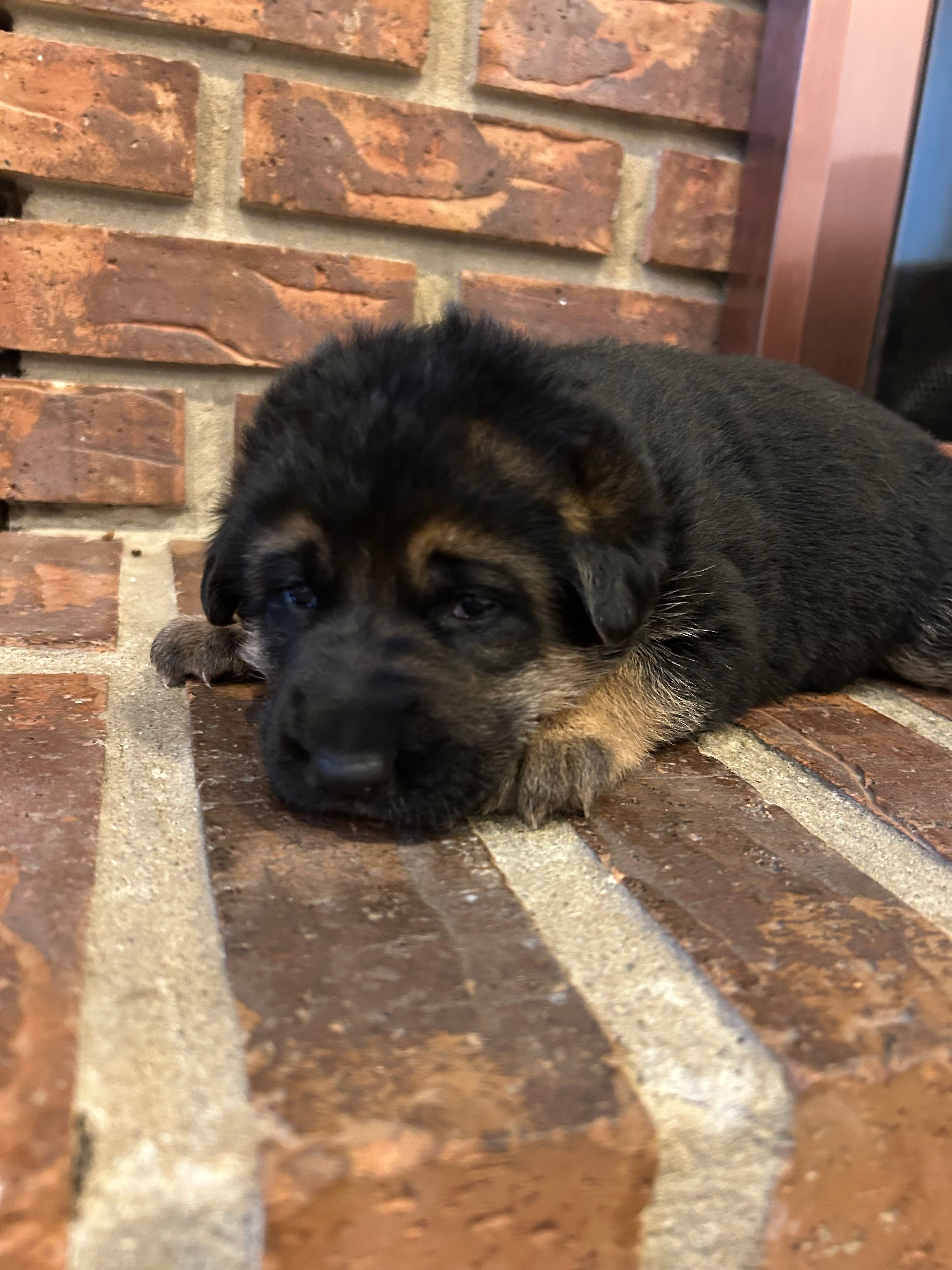 AKC Female - Red Collar – German Shepherd Dog puppy for sale in Chatsworth, IL