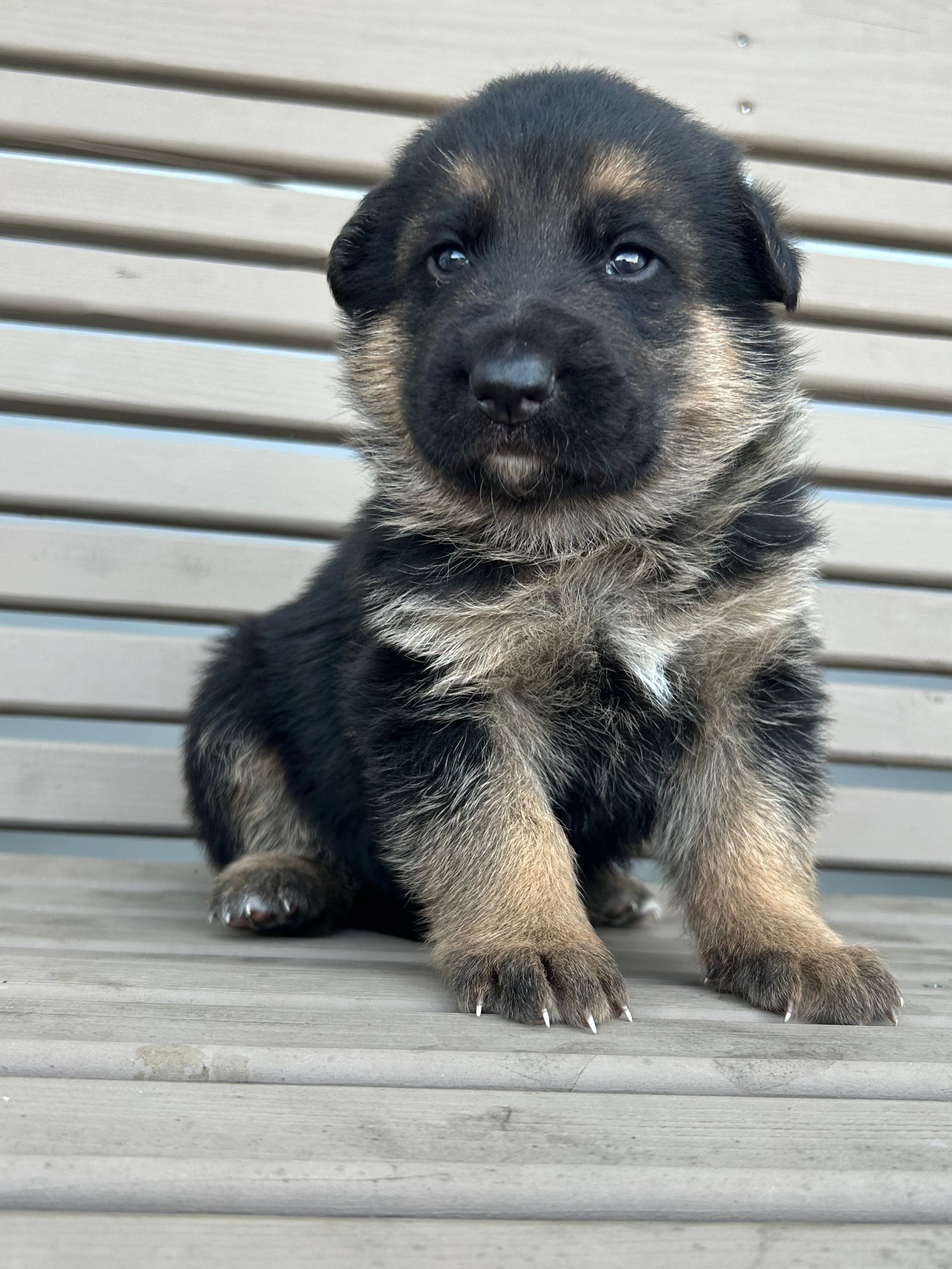 AKC Male - Black Collar – German Shepherd Dog puppy for sale in Chatsworth, IL