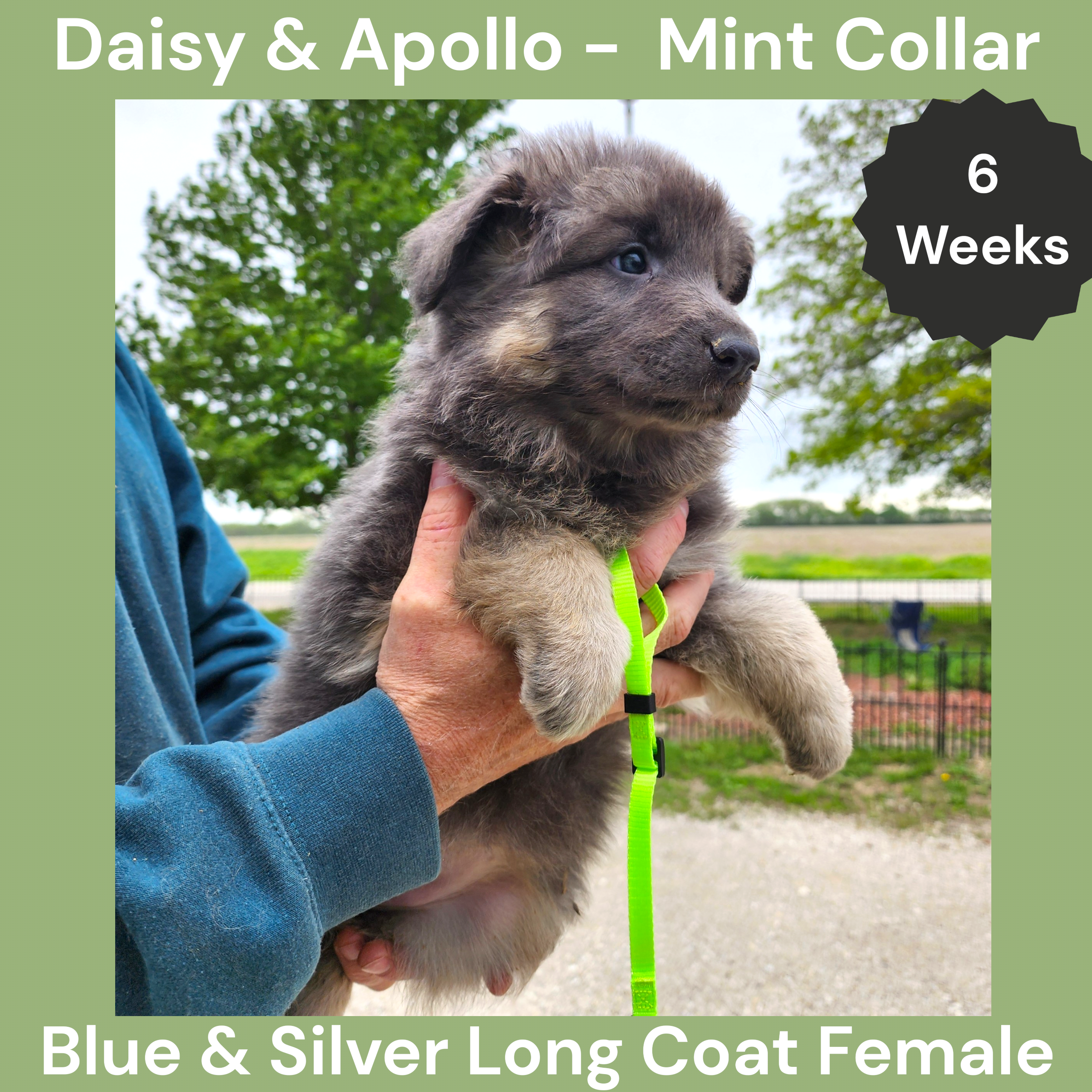 AKC Blue&Silver LH - DA Mint – German Shepherd Dog puppy for sale in Princeville, IL