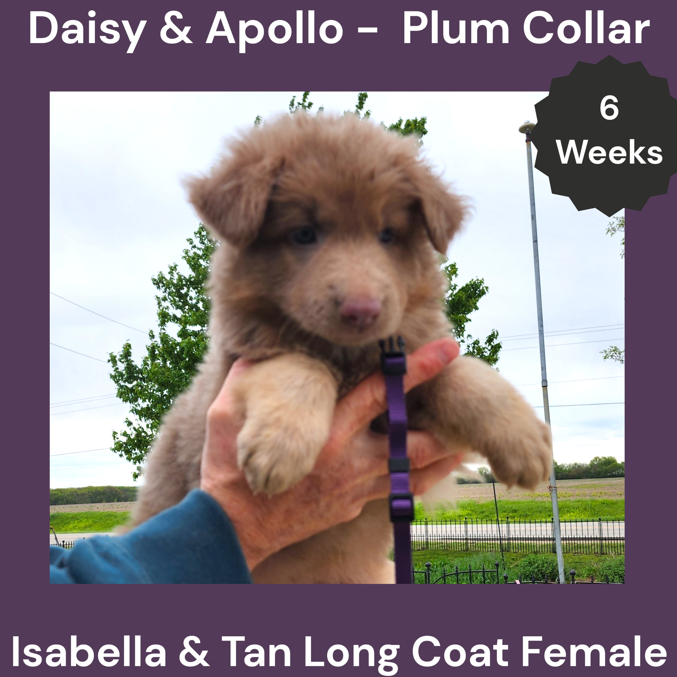 AKC Isabella&tan LH - DA Plum – German Shepherd Dog puppy for sale in Princeville, IL