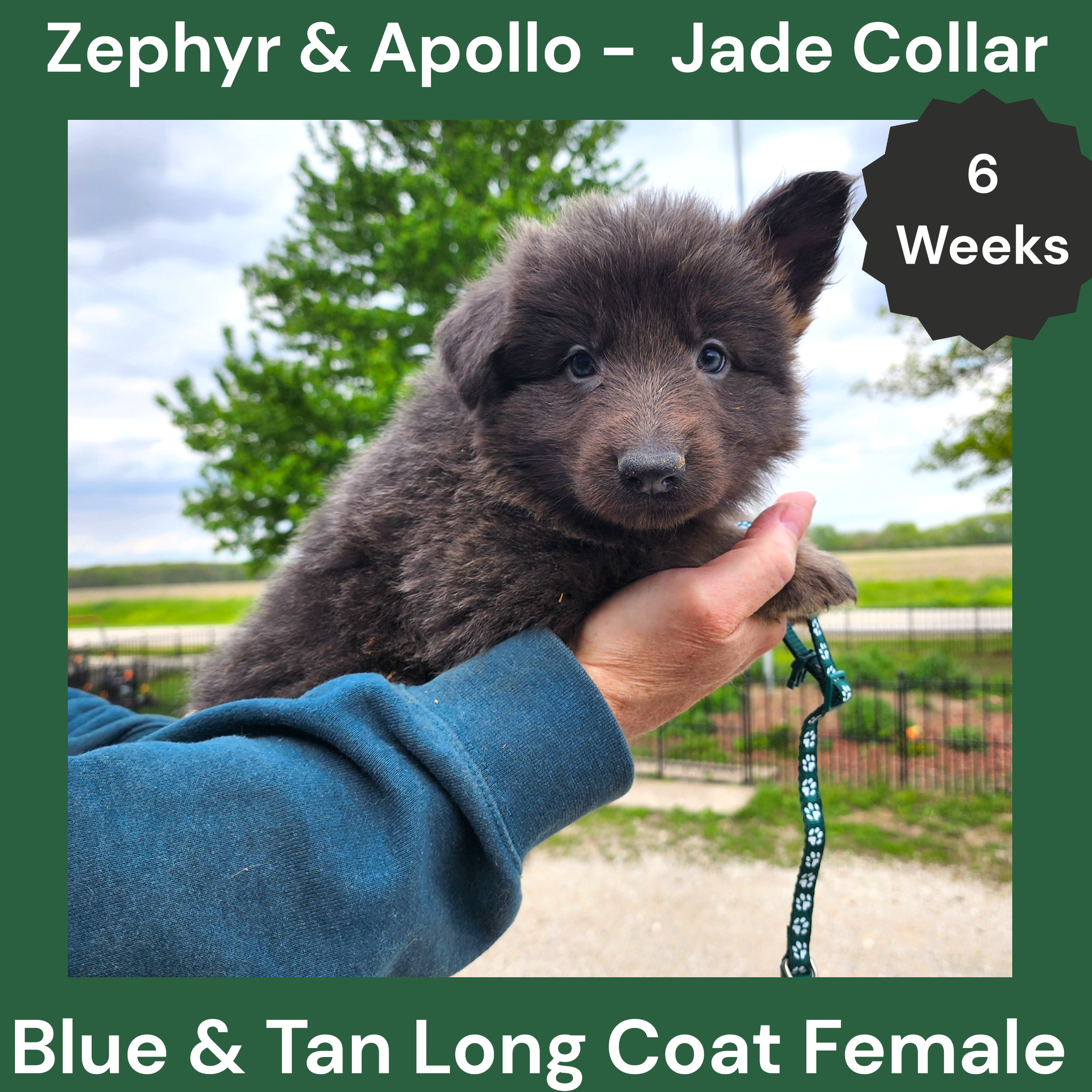 AKC Blue & Tan LH - ZA Jade  – German Shepherd Dog puppy for sale in Princeville, IL