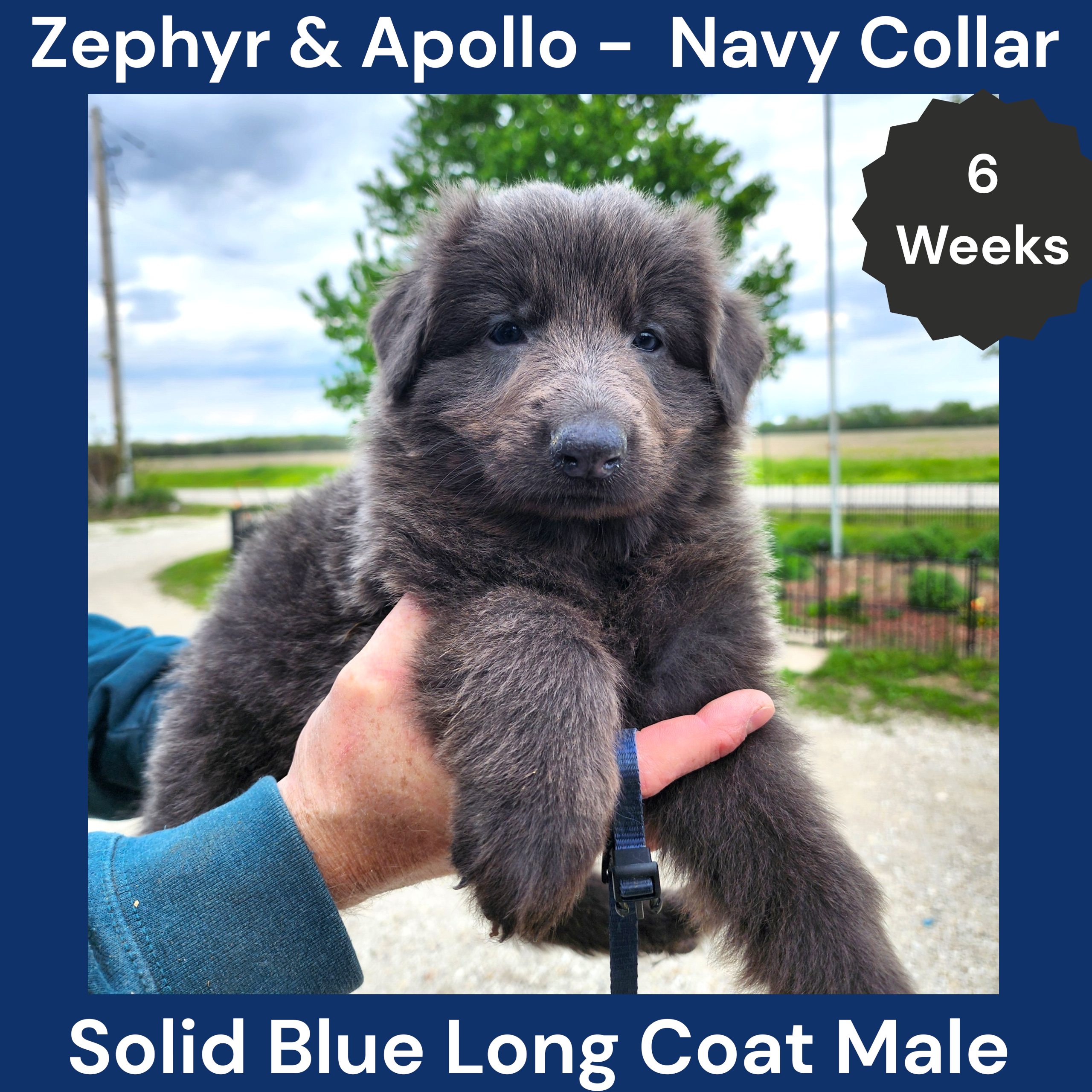 AKC Blue LH - ZA Navy – German Shepherd Dog puppy for sale in Princeville, IL