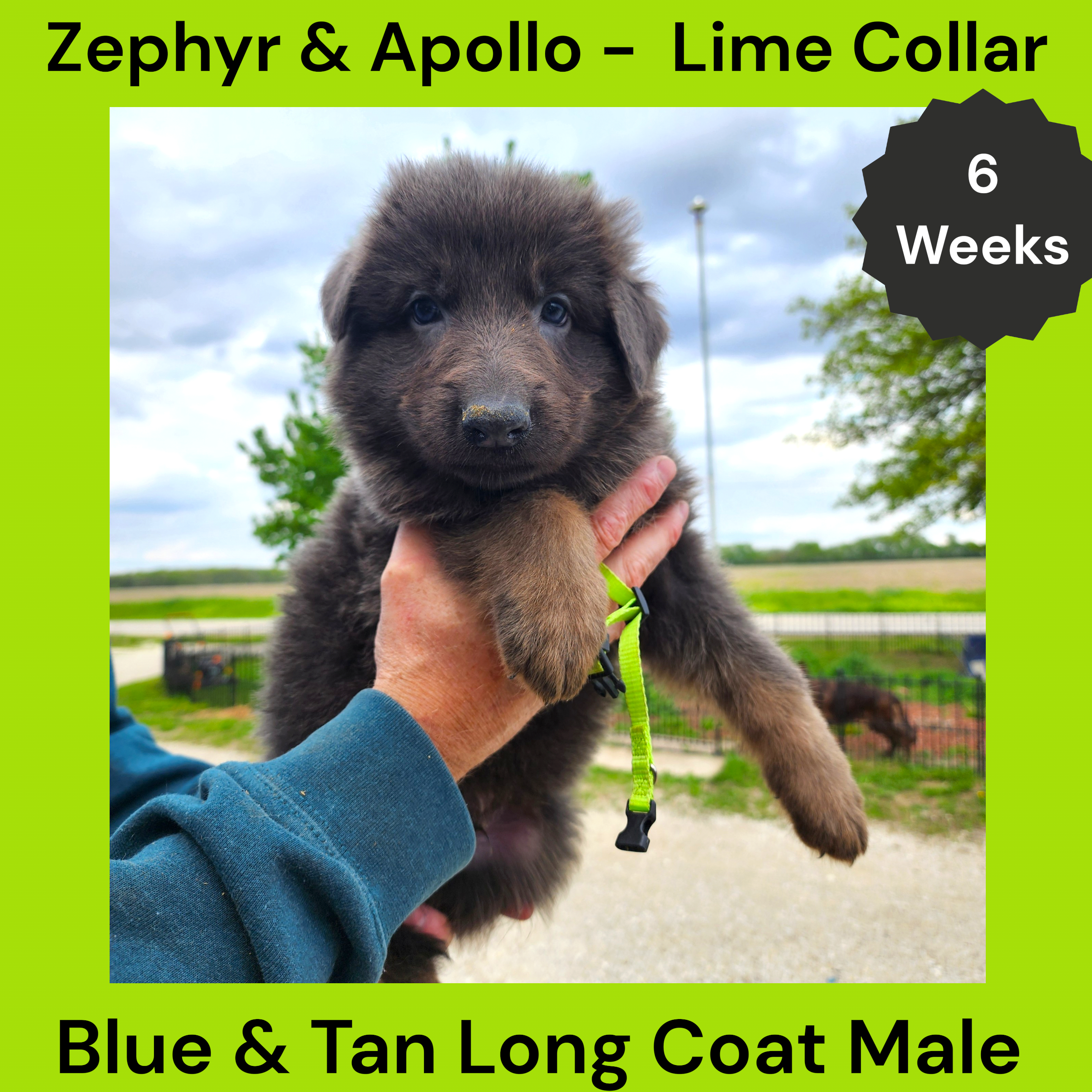 AKC Blue & Tan LH - ZA Lime – German Shepherd Dog puppy for sale in Princeville, IL
