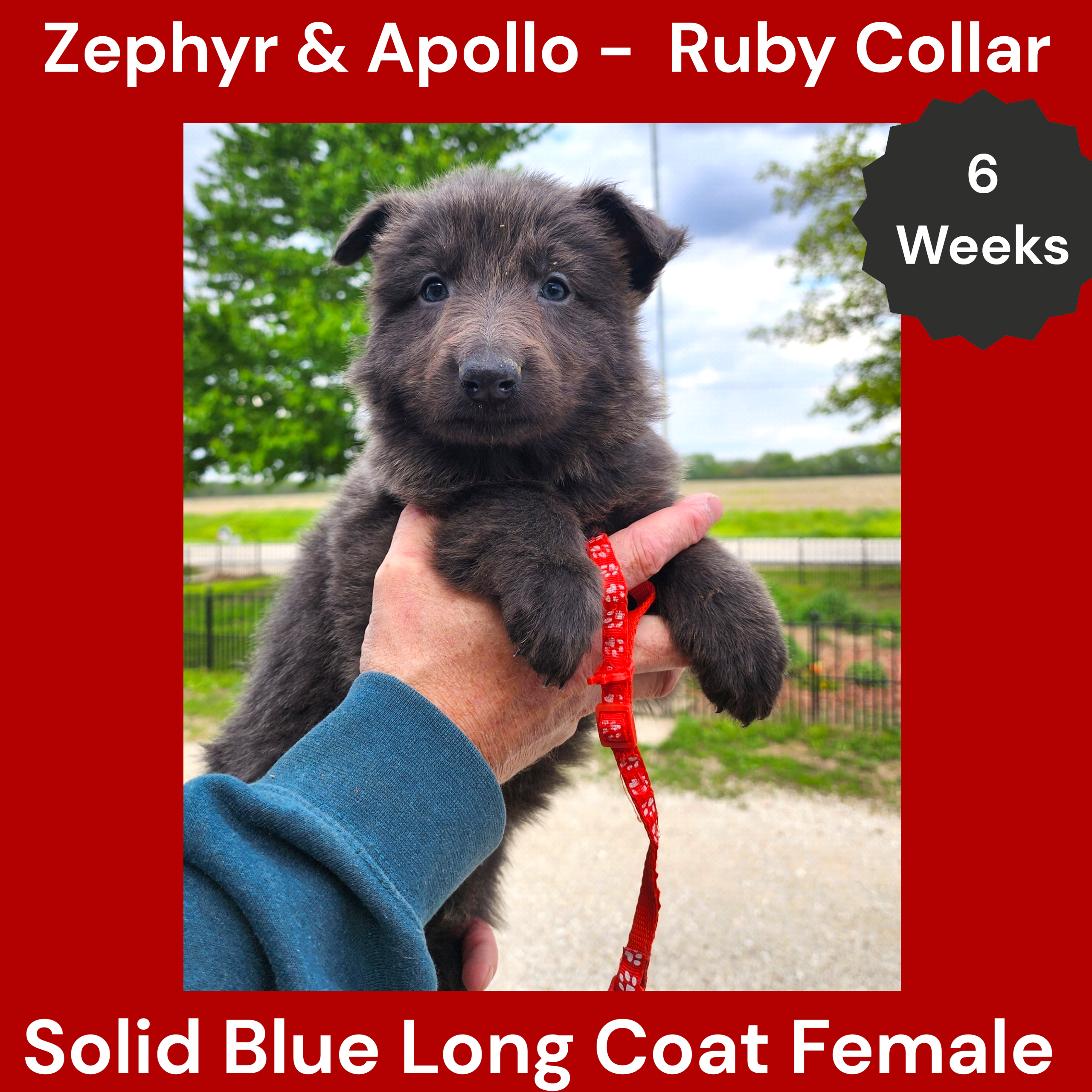AKC Blue LH - ZA Ruby – German Shepherd Dog puppy for sale in Princeville, IL