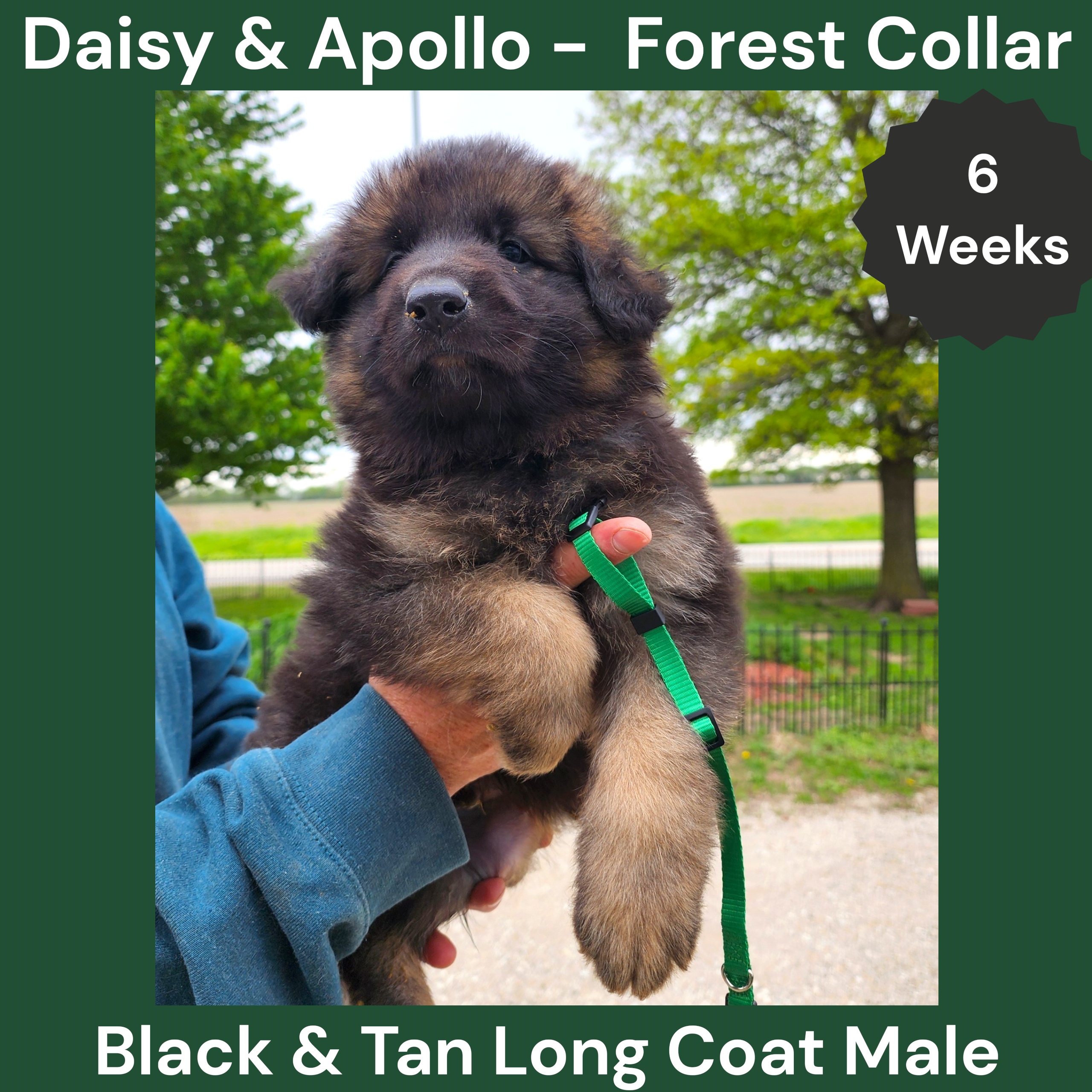 AKC Black&tan LH - DA Forest – German Shepherd Dog puppy for sale in Princeville, IL