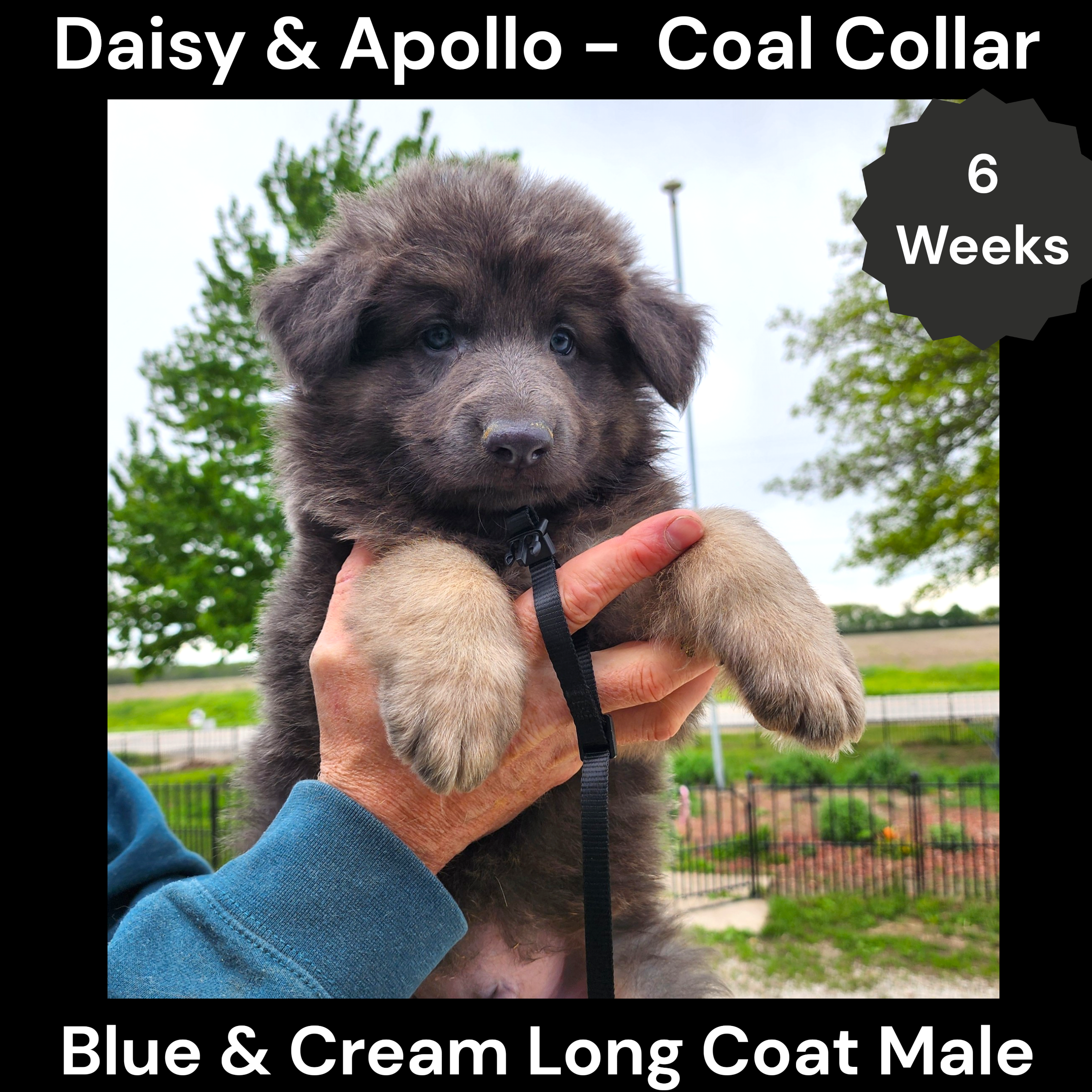 AKC Blue&Cream LH - DA Coal – German Shepherd Dog puppy for sale in Princeville, IL