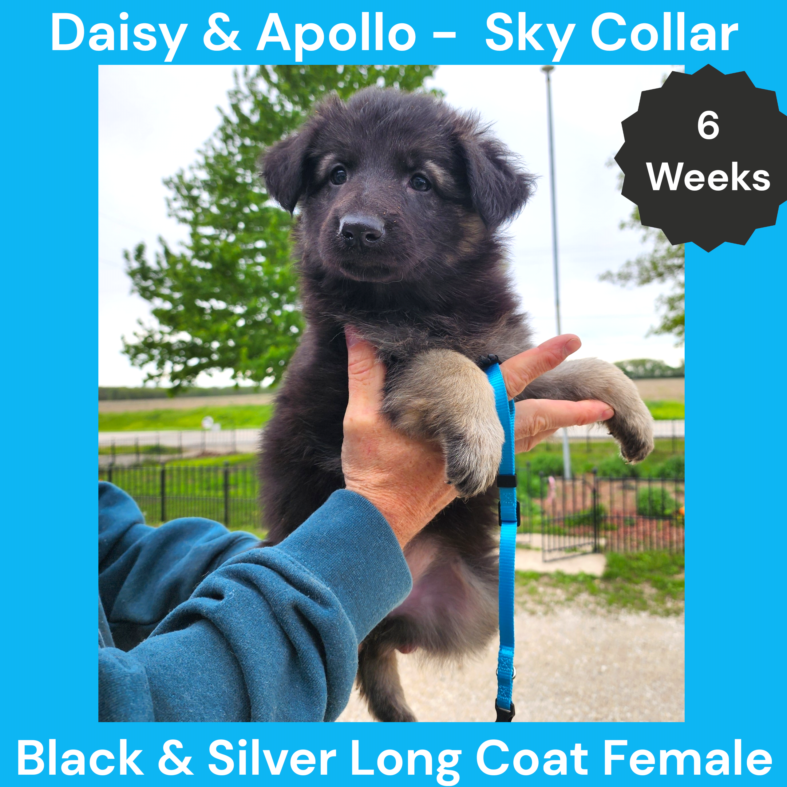 AKC Black&Silver LH - DA Sky – German Shepherd Dog puppy for sale in Princeville, IL