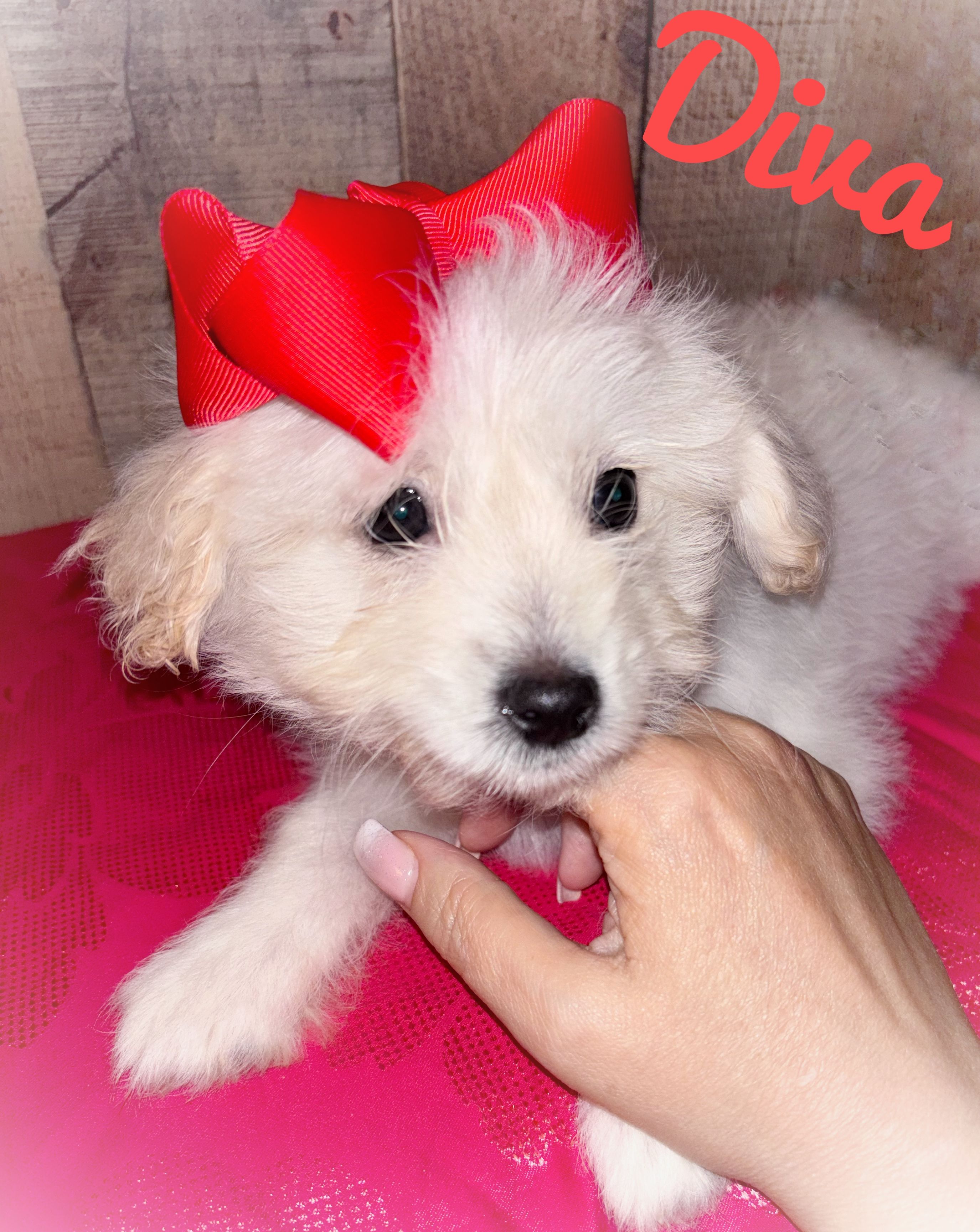 Diva – American Eskimo, Poodle - Toy  puppy for sale in Columbia, SC