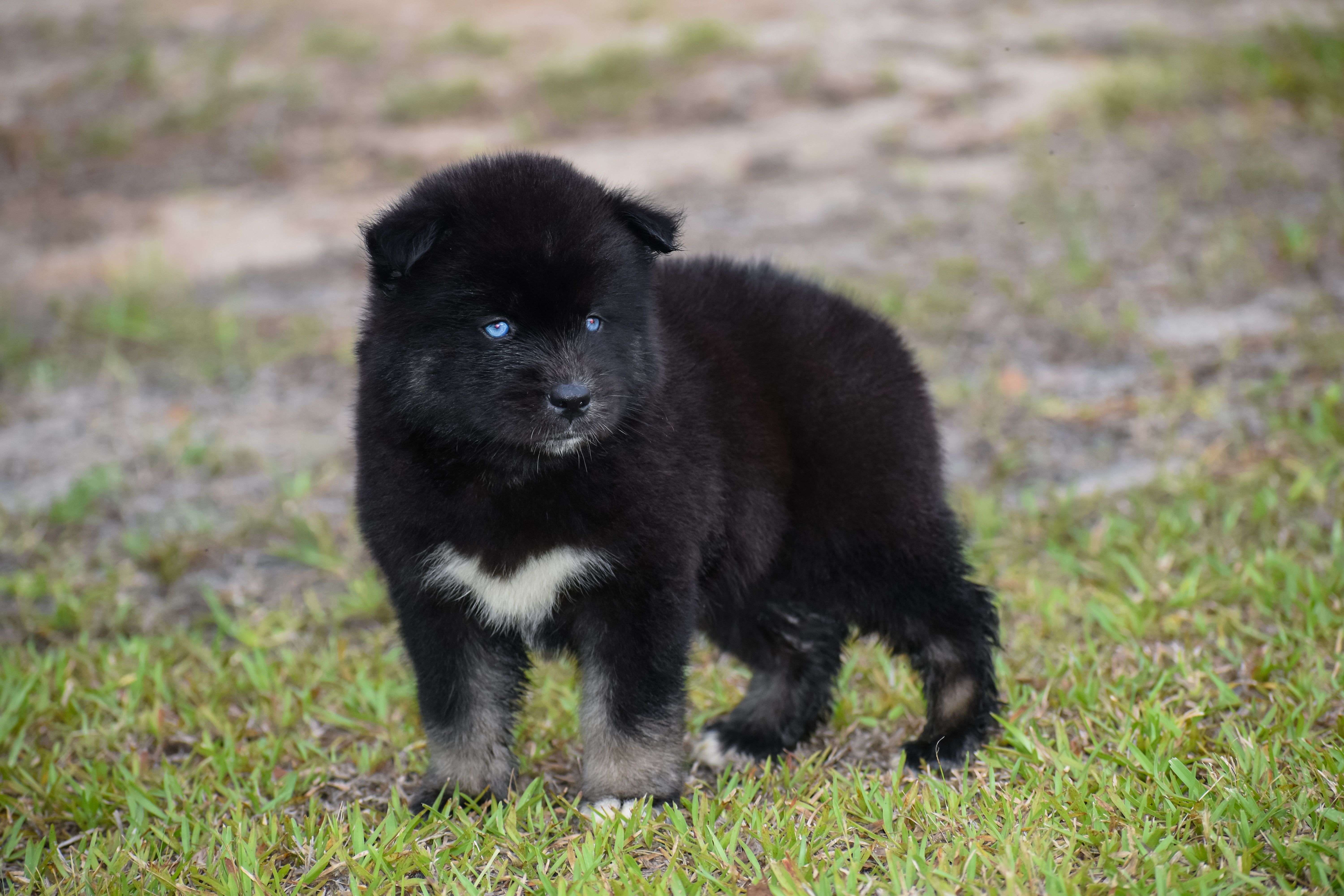 Fynn – Siberian Husky puppy for sale in Pearson, GA