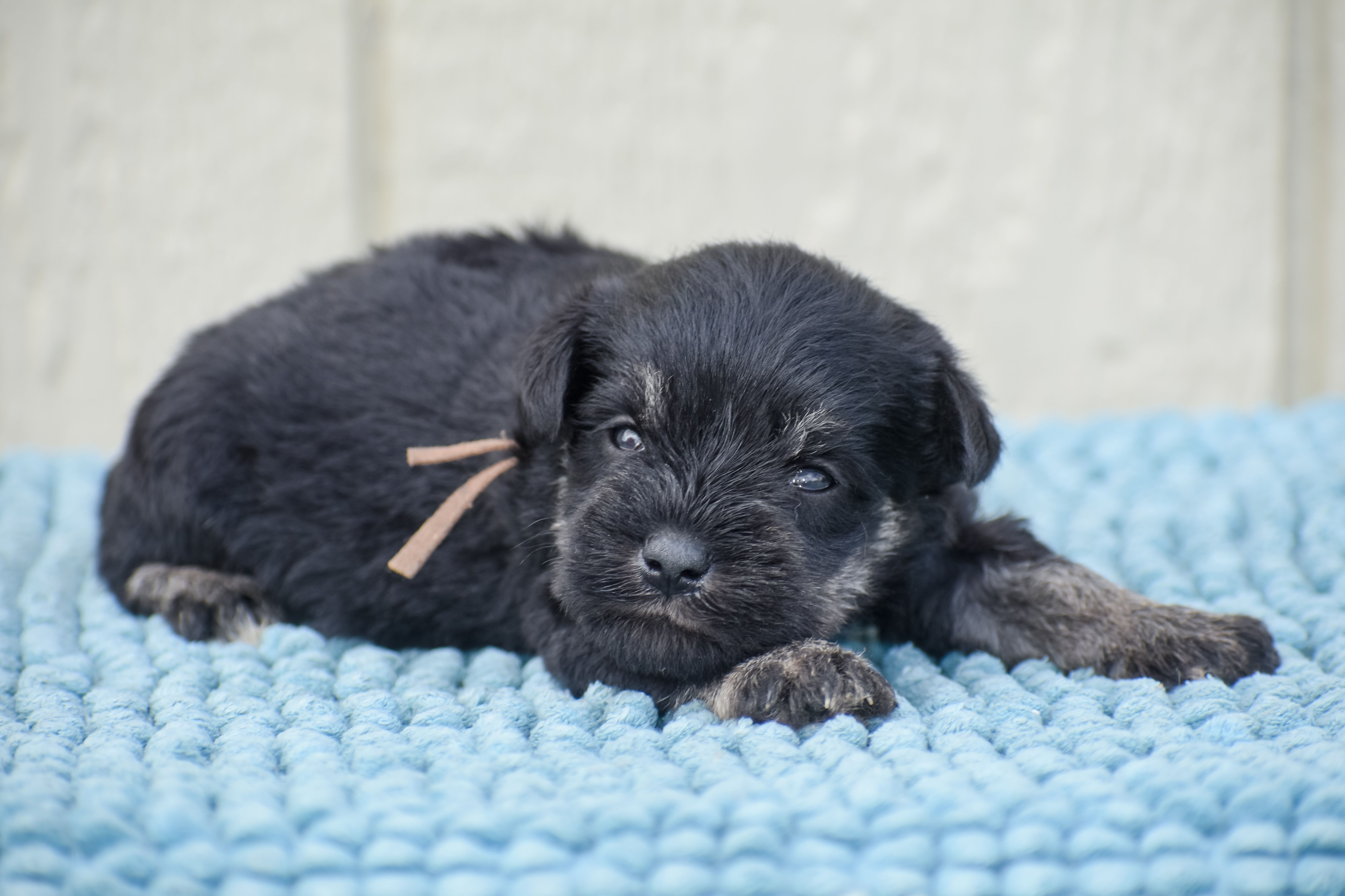 Jonny – Miniature Schnauzer puppy for sale in Pearson, GA