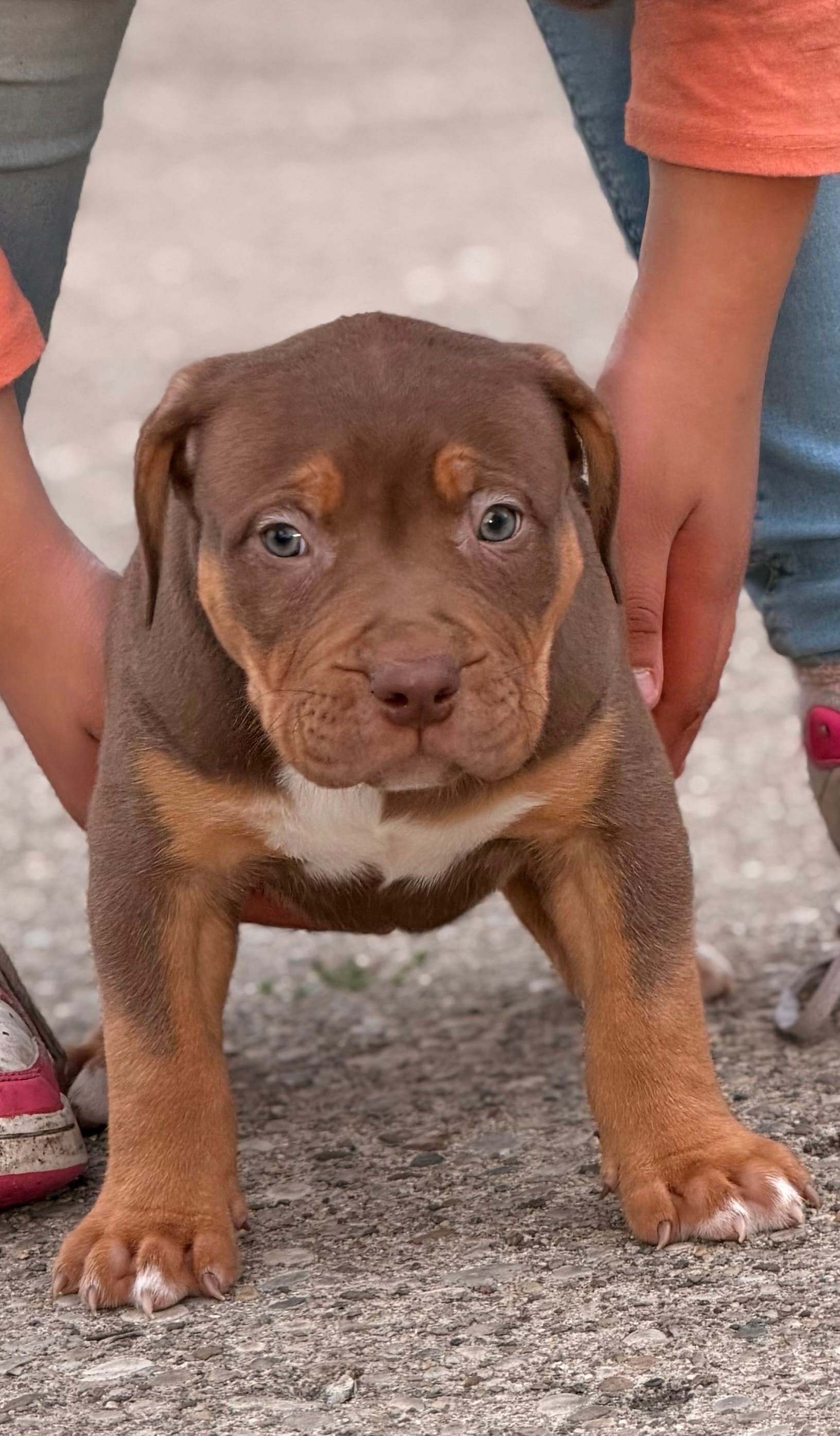Chocolate Boy  – American Bully puppy for sale in Cincinnati, OH