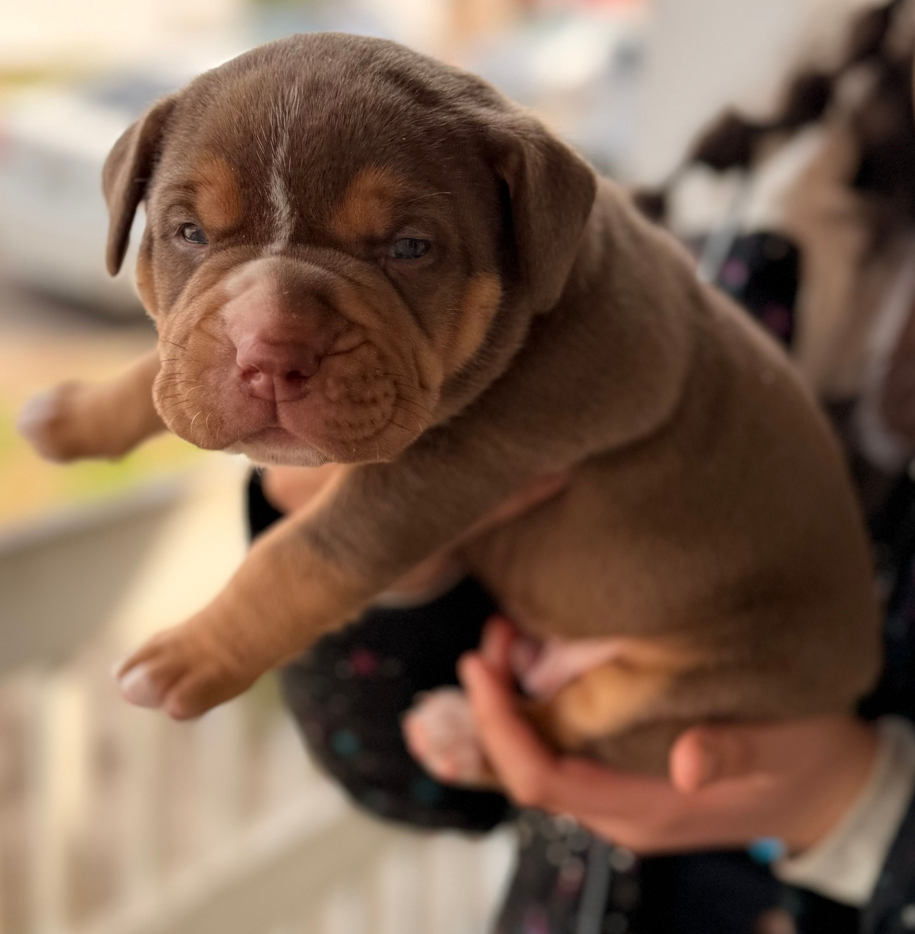 Chocolate Male Tsunami  – American Bully puppy for sale in Cincinnati, OH