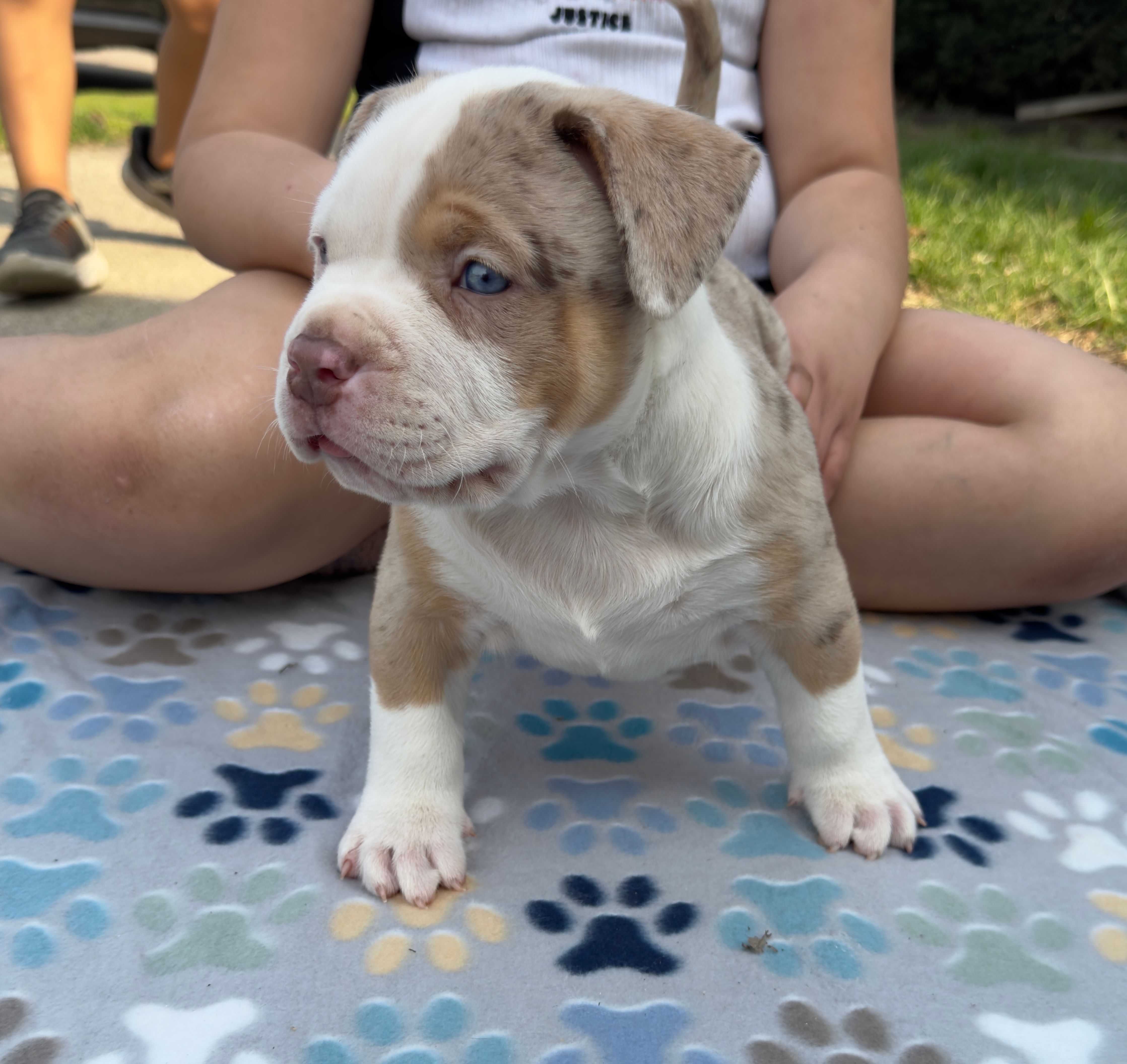 Patch  – American Bully puppy for sale in Cincinnati, OH