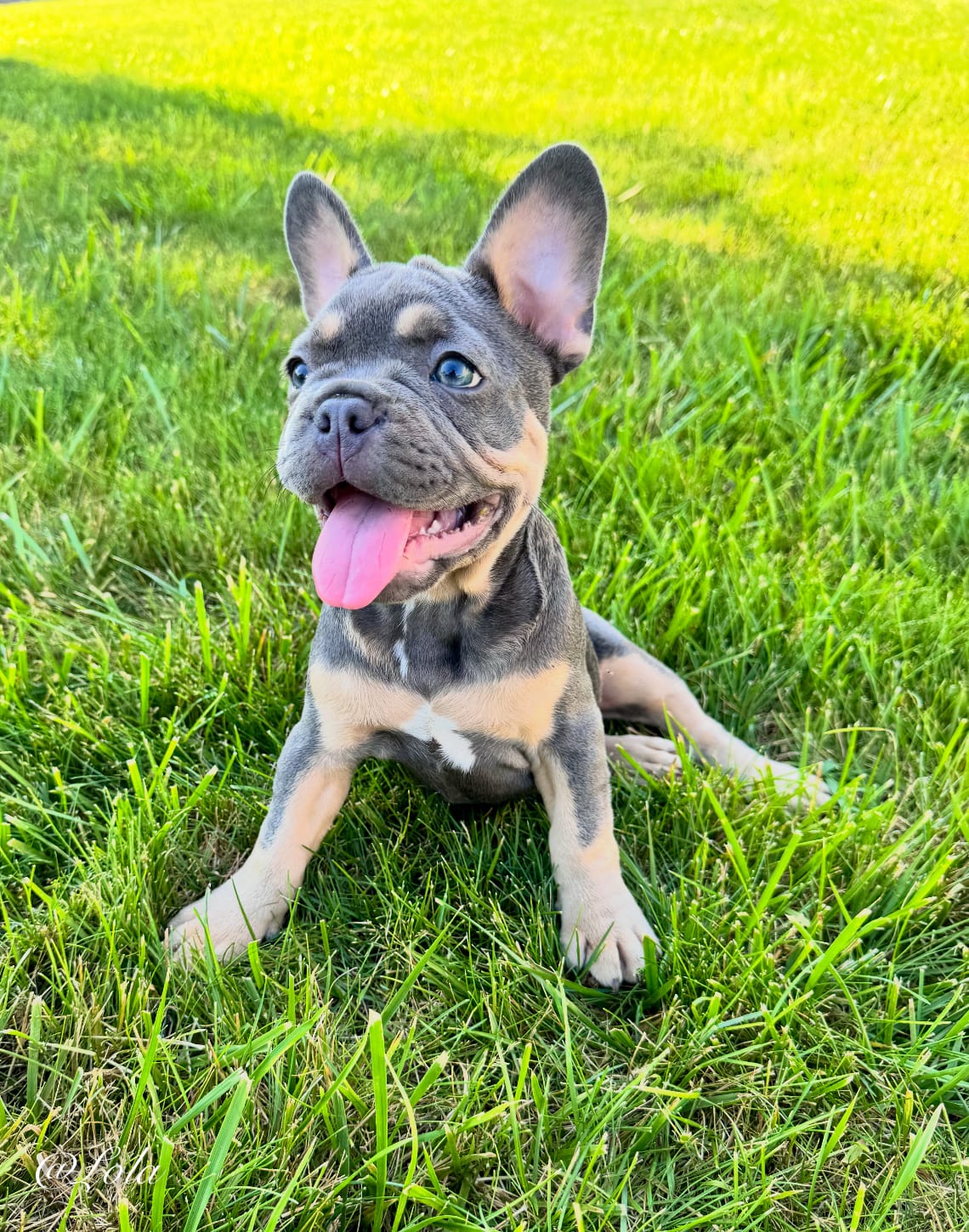 Lola – French Bulldog puppy for sale in Dover, PA