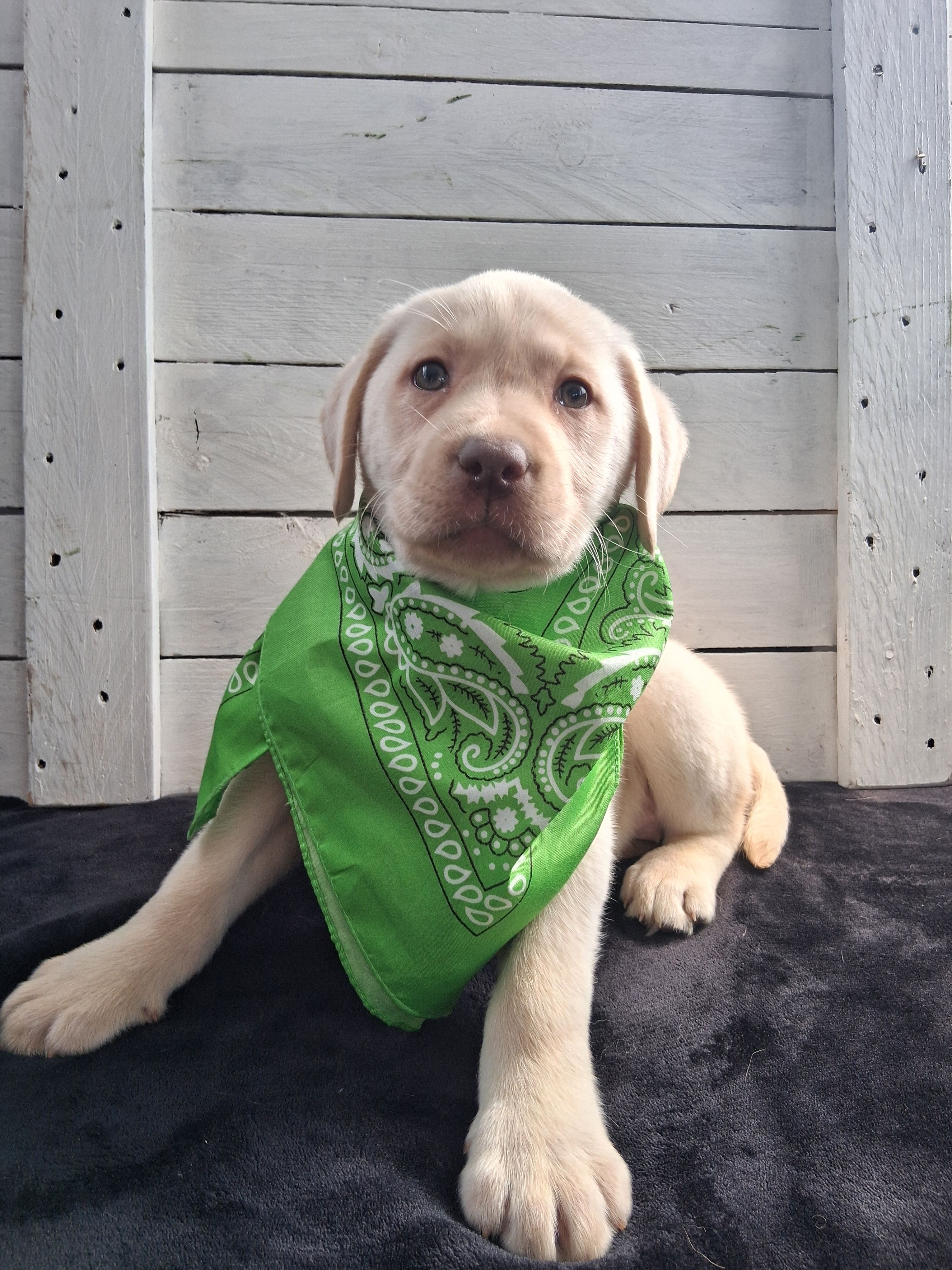 Katy – Labrador Retriever puppy for sale in Lewisburg, PA