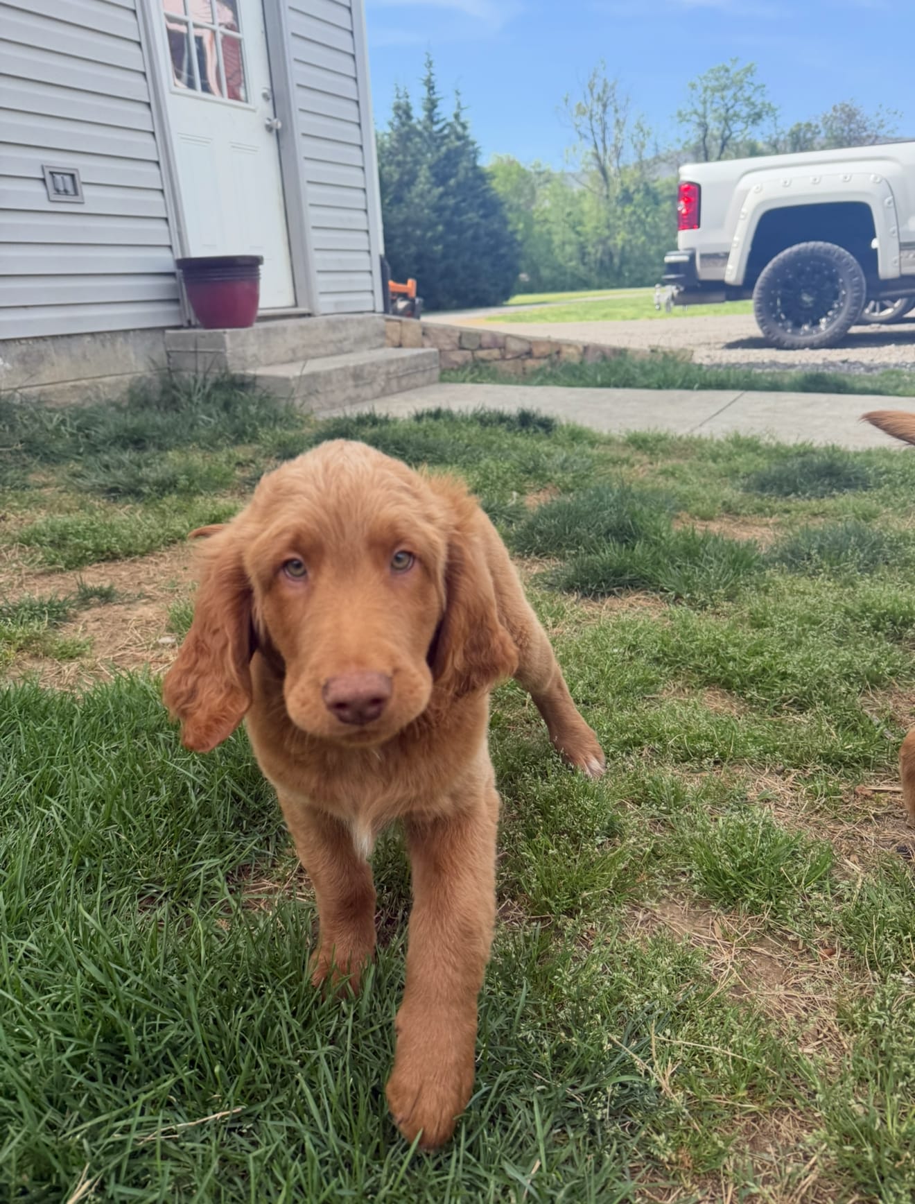 Hank – Goldendoodle puppy for sale in Glenvar, VA