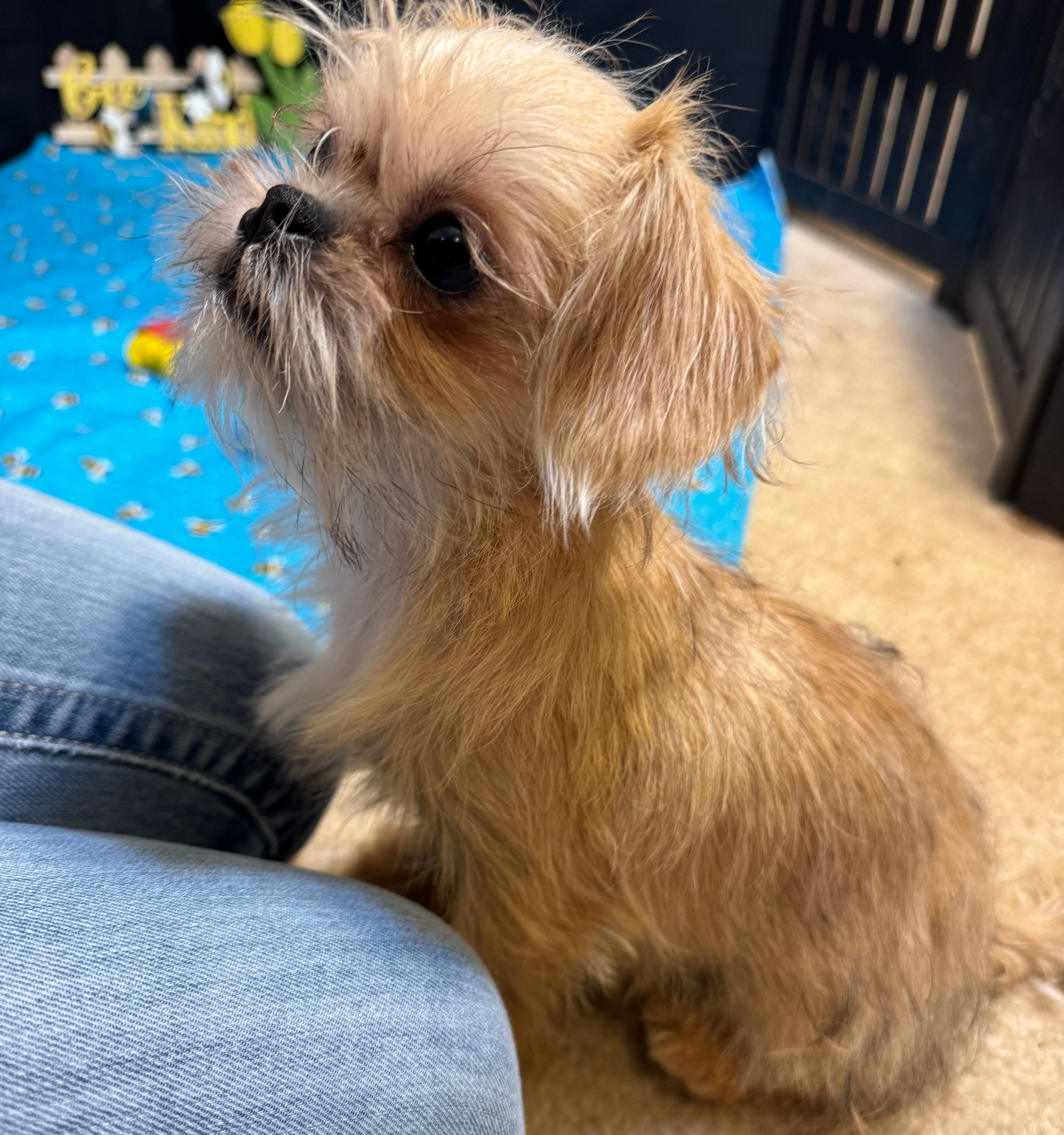 Daniel – Shih Tzu, Brussels Griffon puppy for sale in Richland, MO