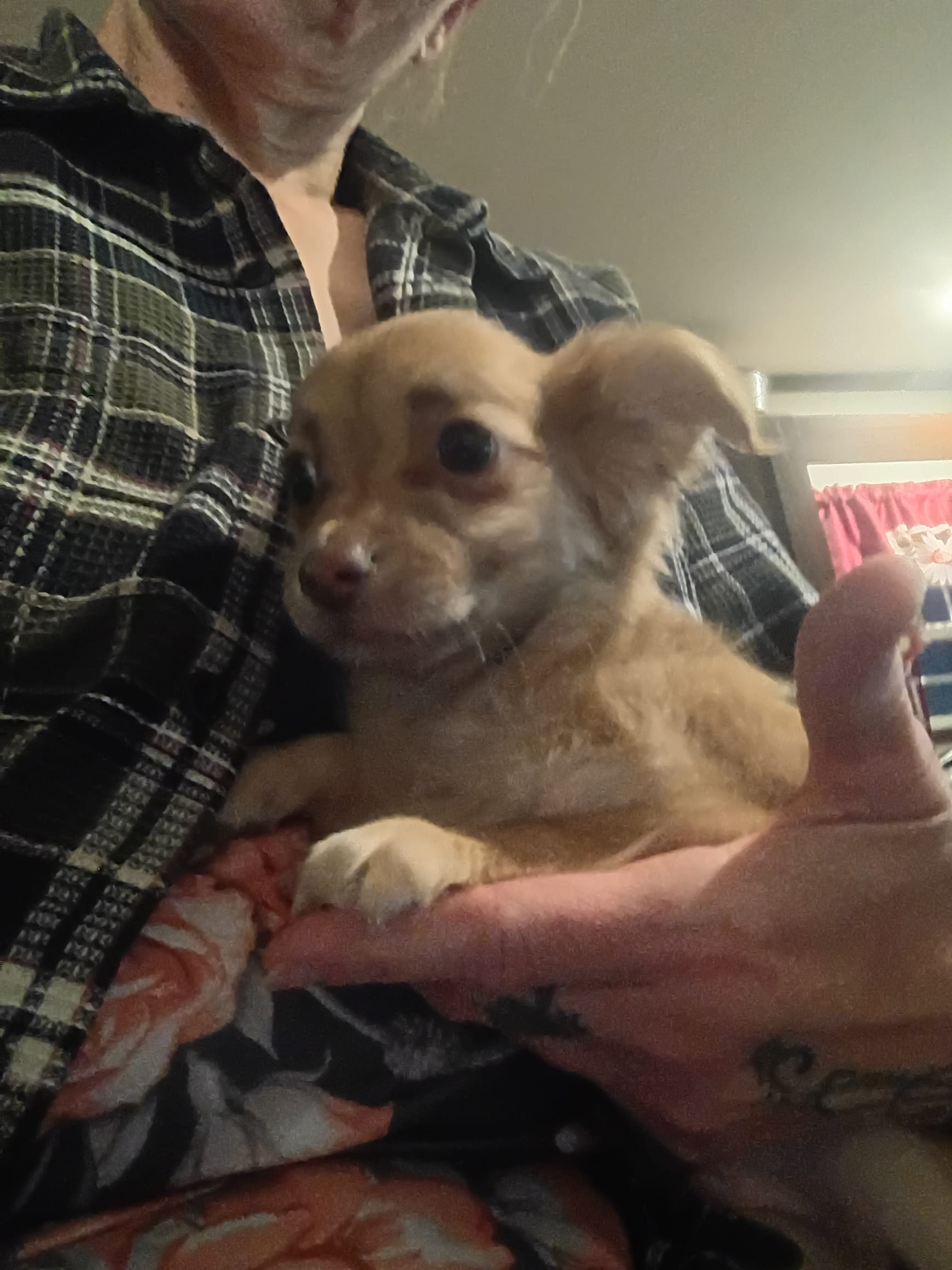 Hercules  – Chihuahua puppy for sale in Maxton, NC