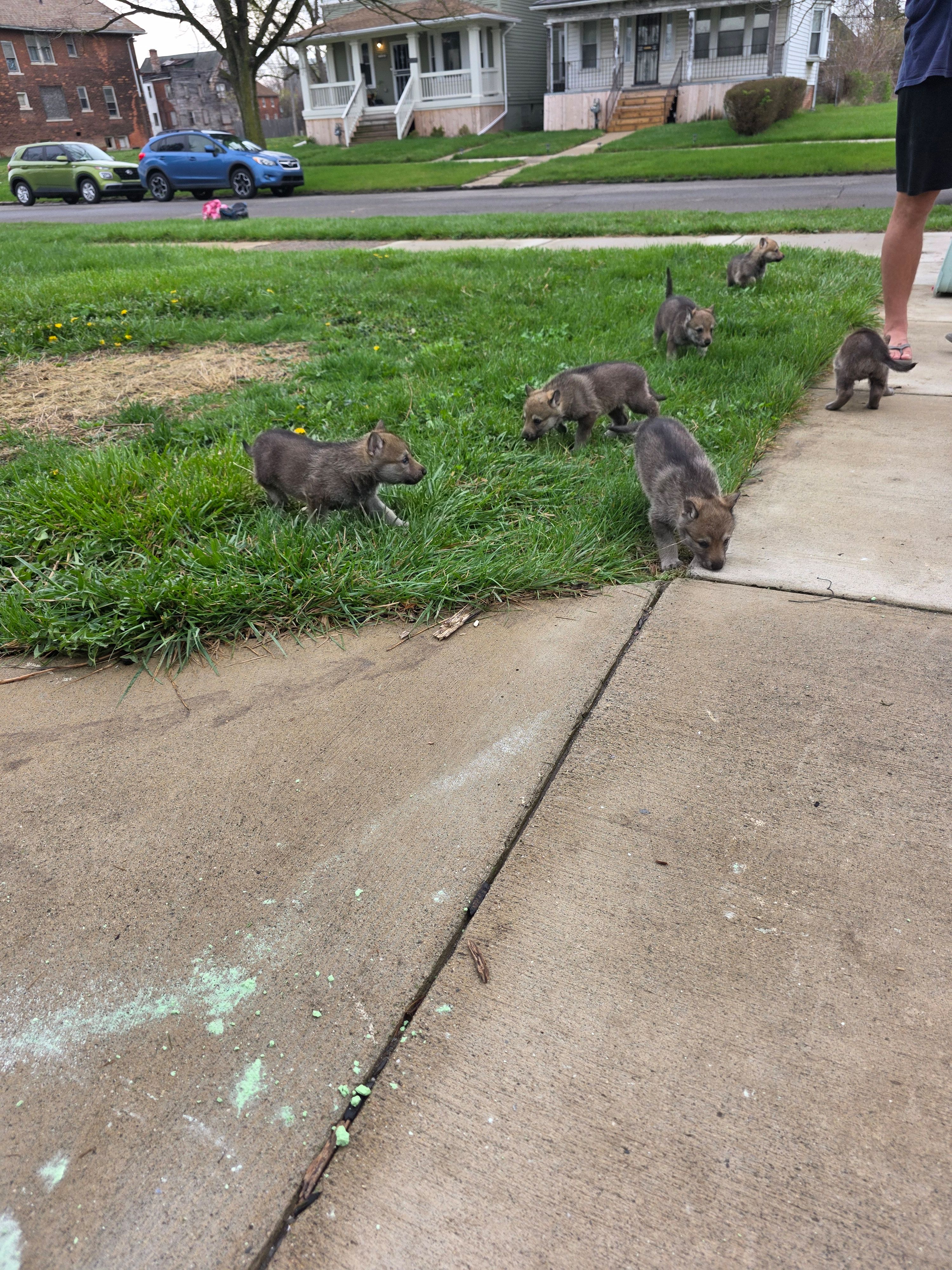 Dynia, a female Czechoslovakian Vlcak for sale in Detroit, MI – Photo 2 of 2