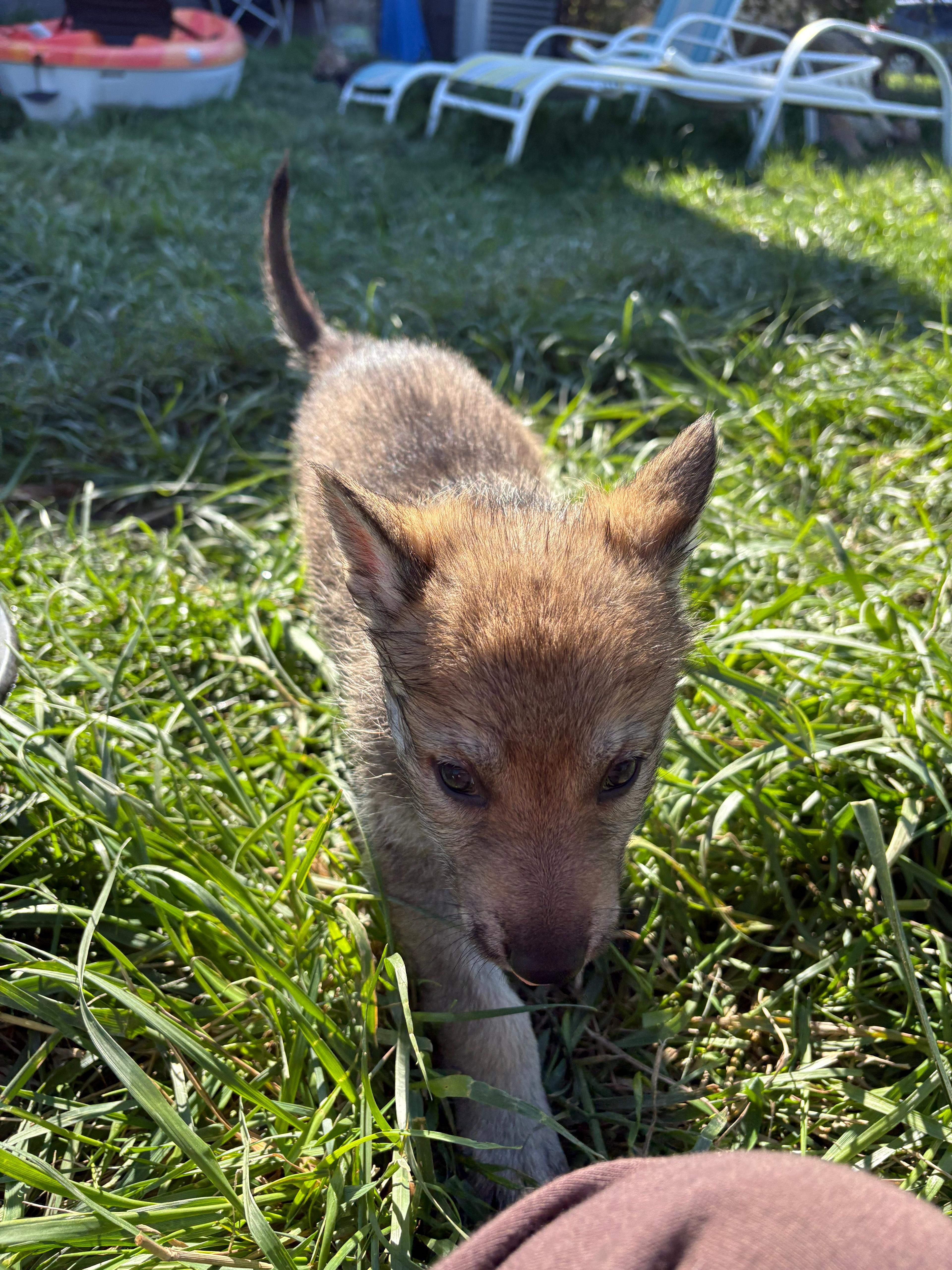Drzewo – Czechoslovakian Vlcak puppy for sale in Detroit, MI