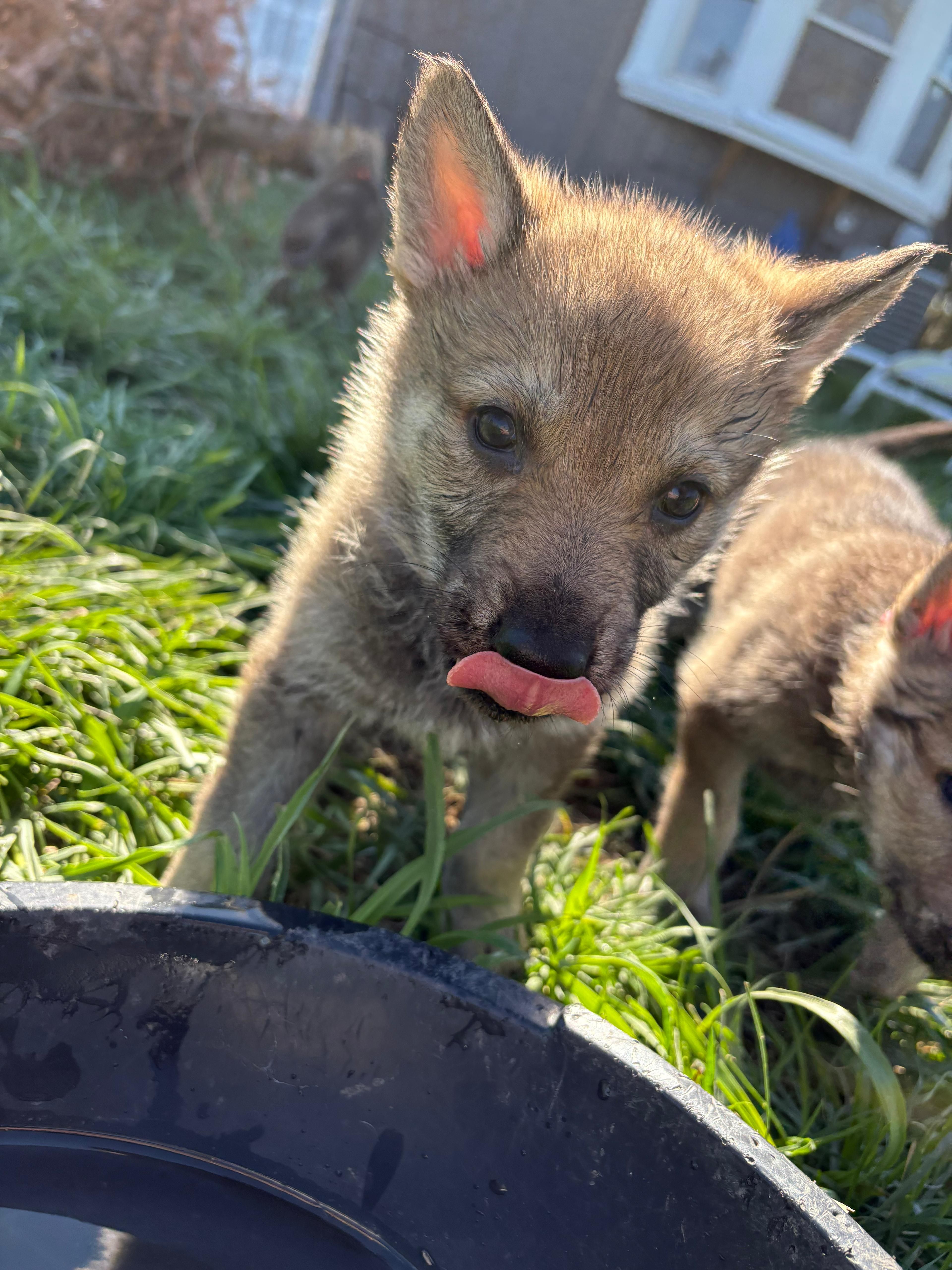 Dynia – Czechoslovakian Vlcak puppy for sale in Detroit, MI